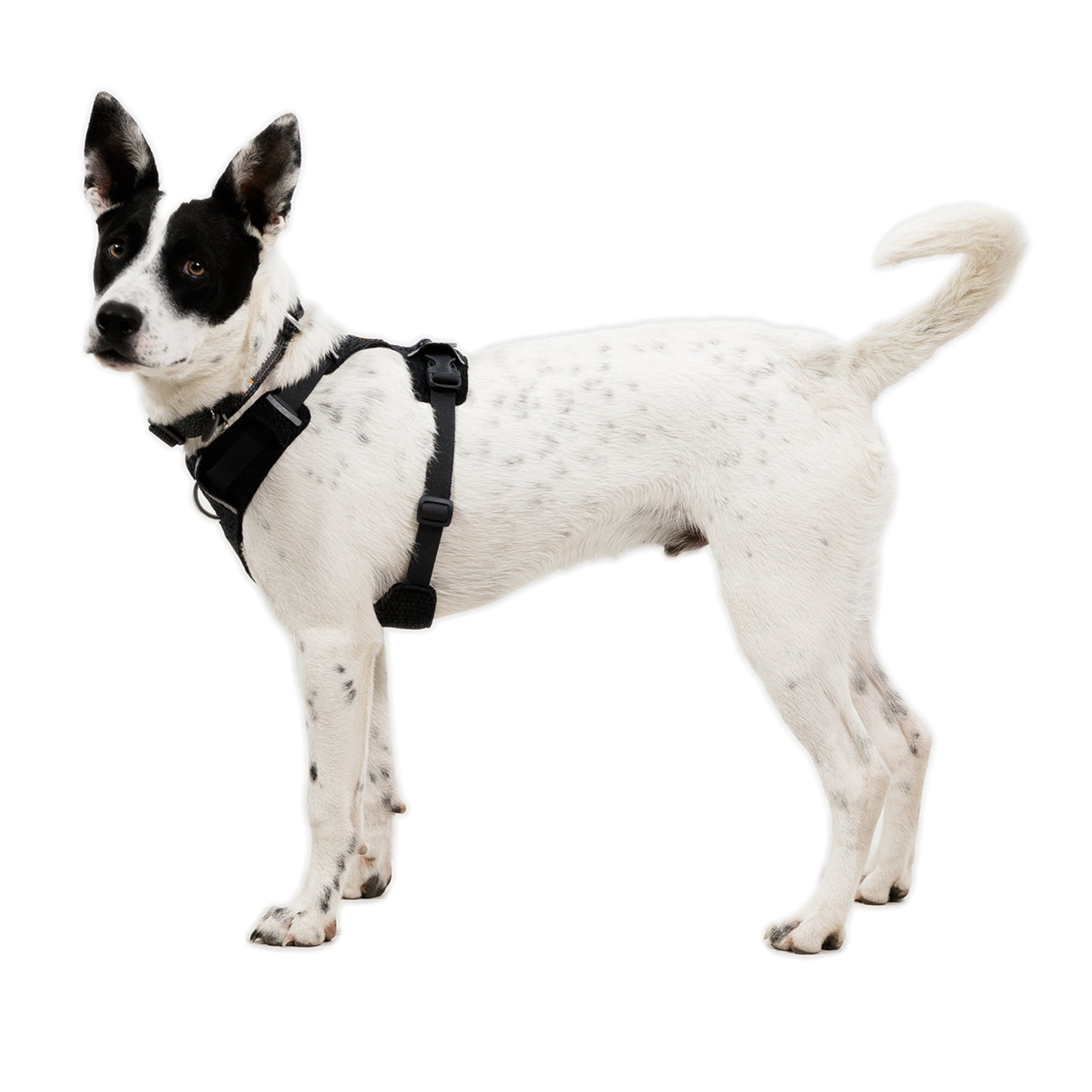 Ruffwear Front Range Flex Harness – Atmungsaktives Hundegeschirr in Stricktechnologie mit Y-Schnitt für maximale Bewegungsfreiheit und Komfort