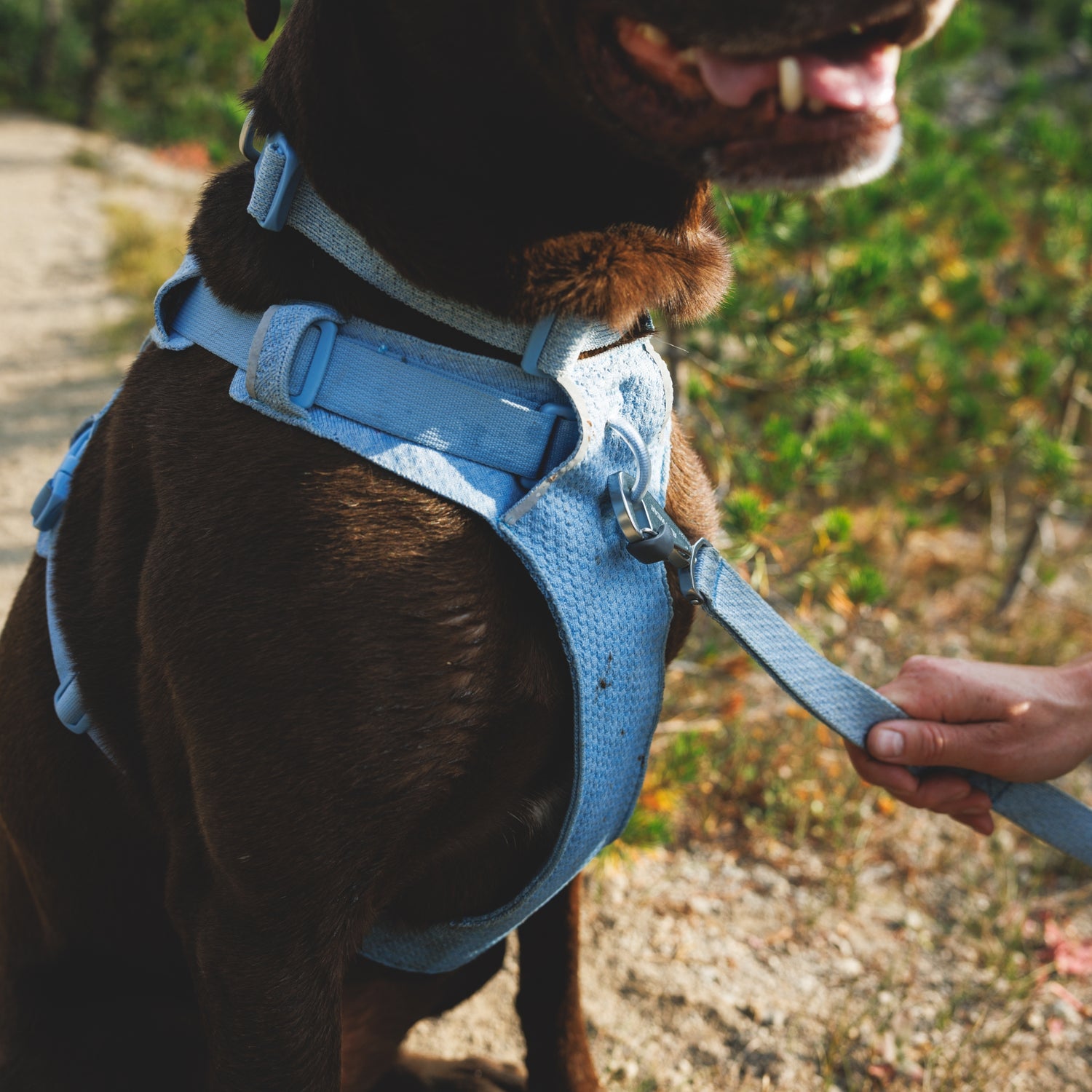 Ruffwear Front Range Flex Harness – Atmungsaktives Hundegeschirr in Stricktechnologie mit Y-Schnitt für maximale Bewegungsfreiheit und Komfort