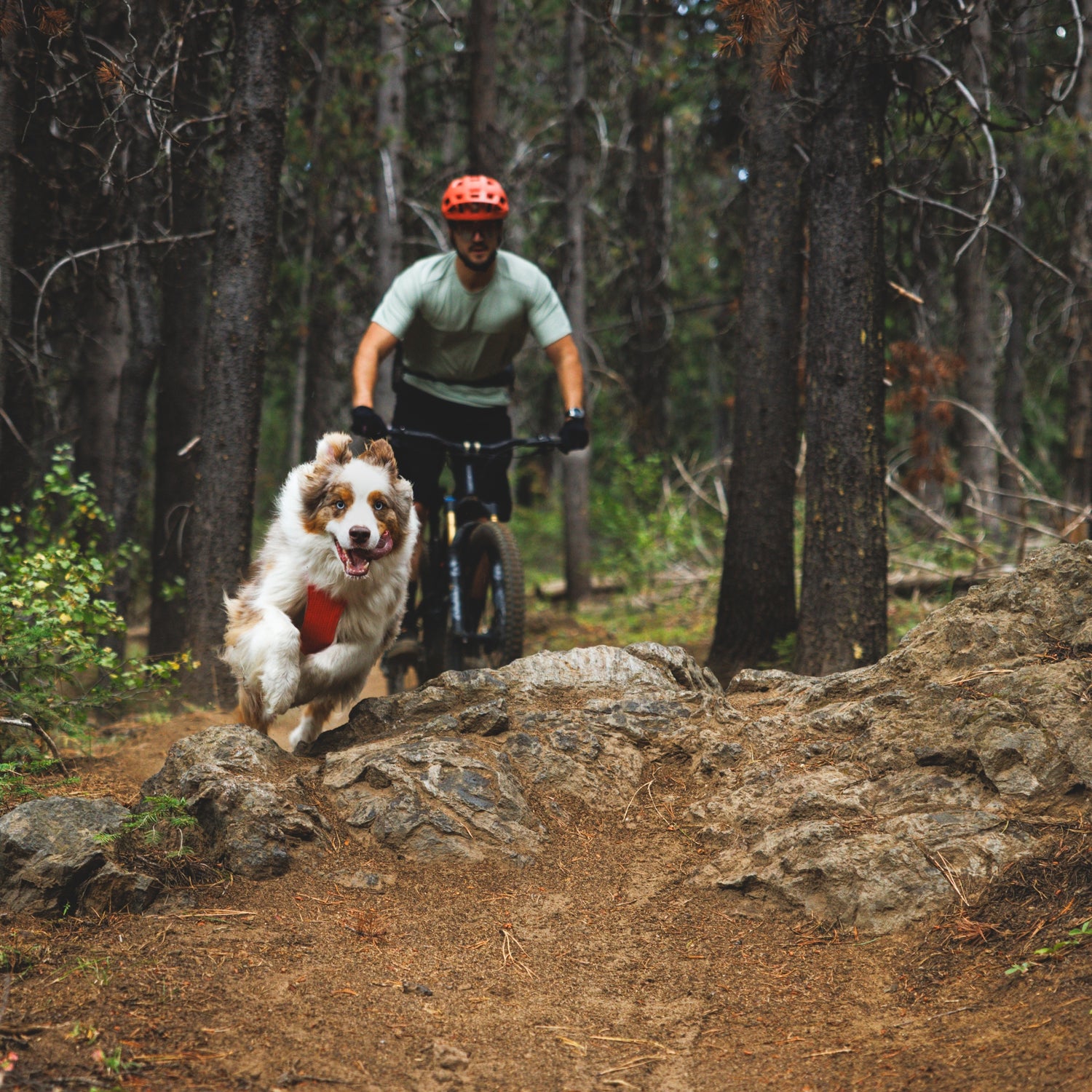 Ruffwear Front Range Flex Harness – Atmungsaktives Hundegeschirr in Stricktechnologie mit Y-Schnitt für maximale Bewegungsfreiheit und Komfort