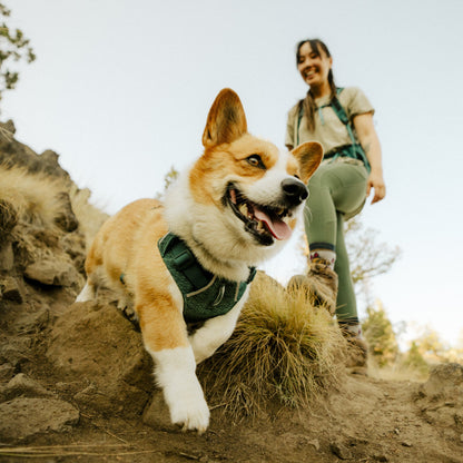 Ruffwear Front Range Flex Harness – Atmungsaktives Hundegeschirr in Stricktechnologie mit Y - Schnitt für maximale Bewegungsfreiheit und Komfort - Woofshack