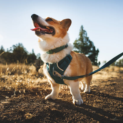 Ruffwear Front Range Flex Harness – Atmungsaktives Hundegeschirr in Stricktechnologie mit Y - Schnitt für maximale Bewegungsfreiheit und Komfort - Woofshack
