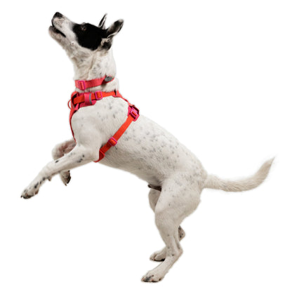 Ruffwear Front Range Flex Harness – Atmungsaktives Hundegeschirr in Stricktechnologie mit Y - Schnitt für maximale Bewegungsfreiheit und Komfort - Woofshack