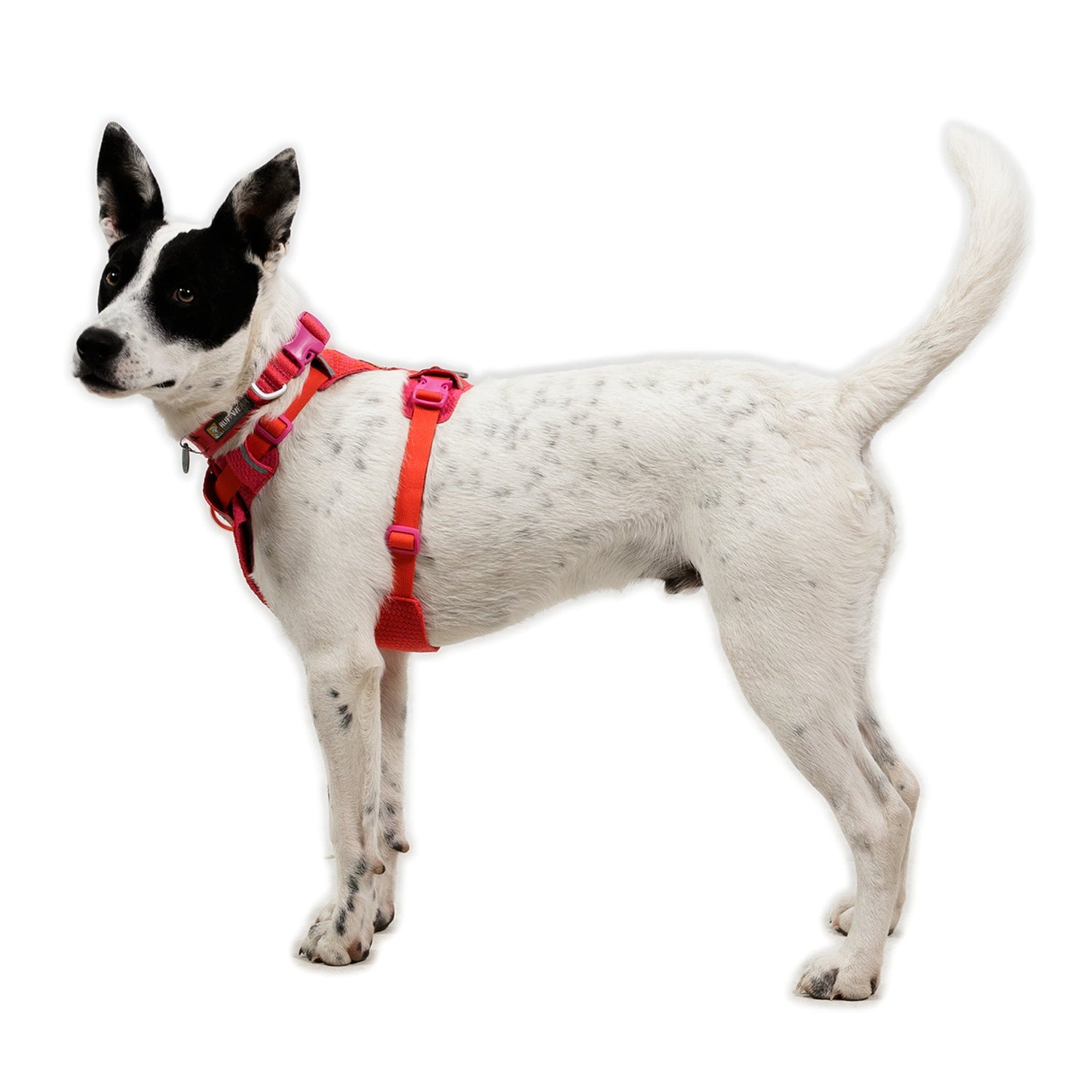 Ruffwear Front Range Flex Harness – Atmungsaktives Hundegeschirr in Stricktechnologie mit Y - Schnitt für maximale Bewegungsfreiheit und Komfort - Woofshack