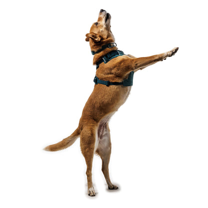 Ruffwear Front Range Flex Harness – Atmungsaktives Hundegeschirr in Stricktechnologie mit Y - Schnitt für maximale Bewegungsfreiheit und Komfort - Woofshack