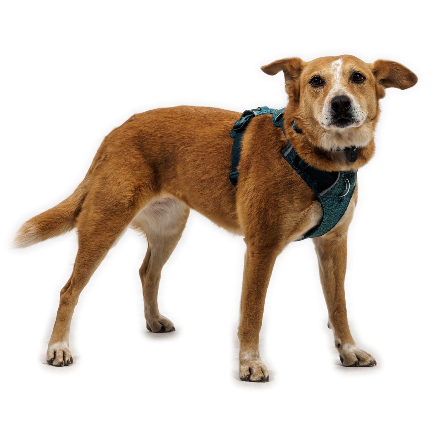 Ruffwear Front Range Flex Harness – Atmungsaktives Hundegeschirr in Stricktechnologie mit Y - Schnitt für maximale Bewegungsfreiheit und Komfort - Woofshack