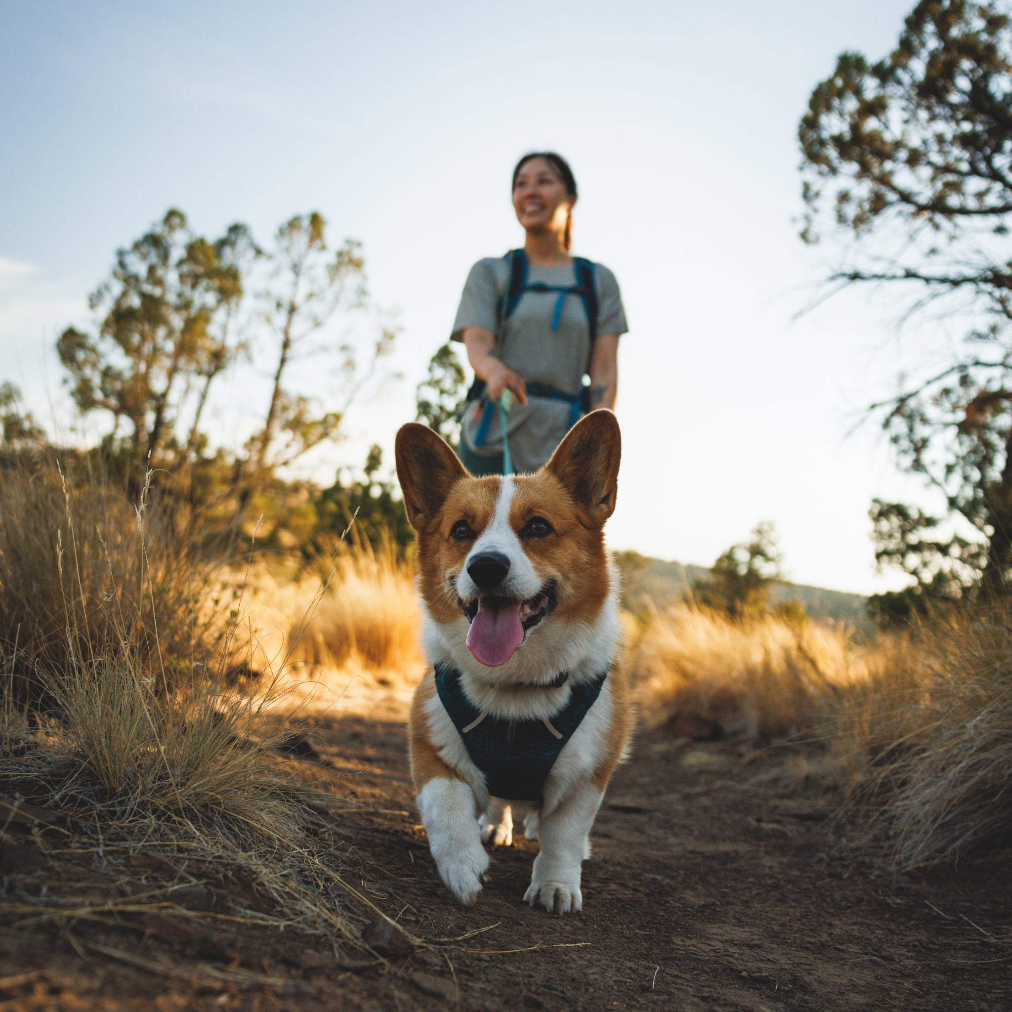 Ruffwear Front Range Flex Harness – Atmungsaktives Hundegeschirr in Stricktechnologie mit Y - Schnitt für maximale Bewegungsfreiheit und Komfort - Woofshack