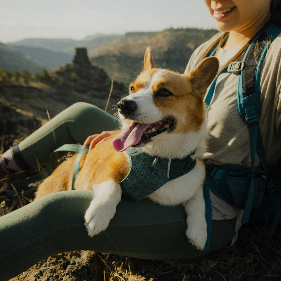 Ruffwear Front Range Flex Harness – Atmungsaktives Hundegeschirr in Stricktechnologie mit Y - Schnitt für maximale Bewegungsfreiheit und Komfort - Woofshack