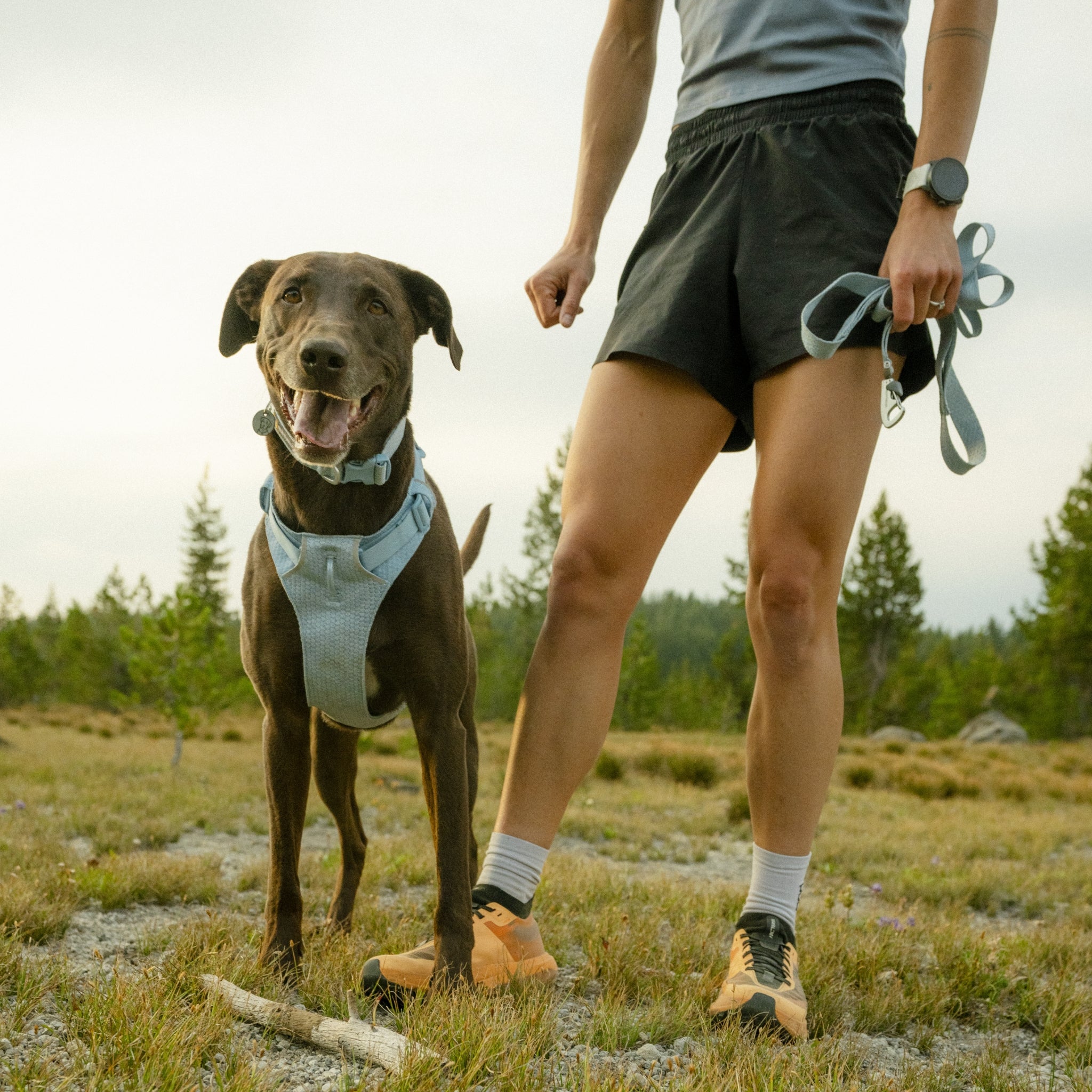 Ruffwear Front Range Flex Harness – Atmungsaktives Hundegeschirr in Stricktechnologie mit Y - Schnitt für maximale Bewegungsfreiheit und Komfort - Woofshack