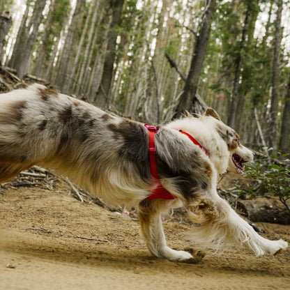 Ruffwear Front Range Flex Harness – Atmungsaktives Hundegeschirr in Stricktechnologie mit Y - Schnitt für maximale Bewegungsfreiheit und Komfort - Woofshack