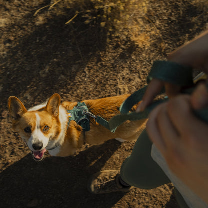 Ruffwear Front Range Flex Leash – Reflektierende Premium - Hundeleine mit weichem Griff für maximale Kontrolle und Komfort bei jedem Abenteuer - Woofshack