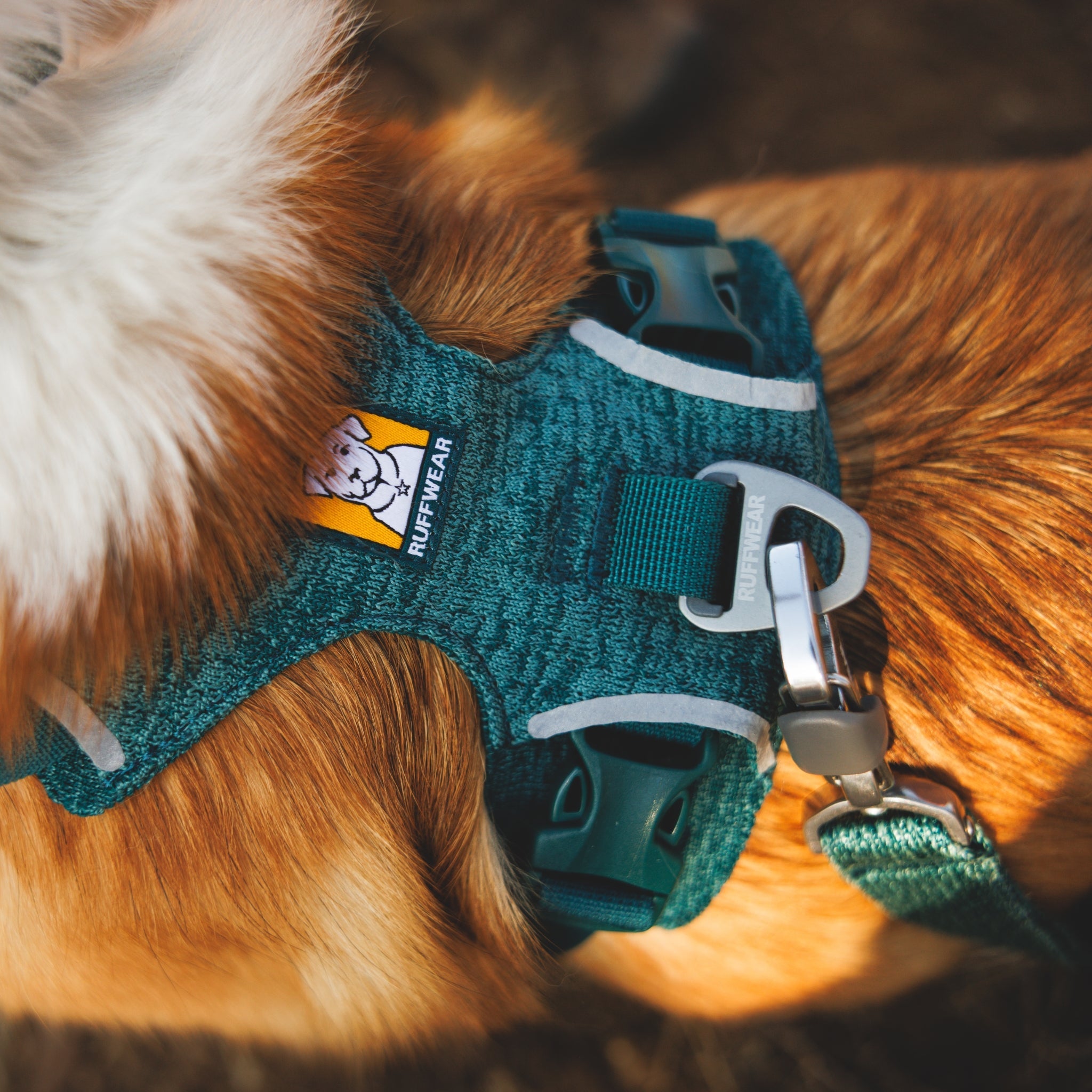 Ruffwear Front Range Flex Leash – Reflektierende Premium - Hundeleine mit weichem Griff für maximale Kontrolle und Komfort bei jedem Abenteuer - Woofshack