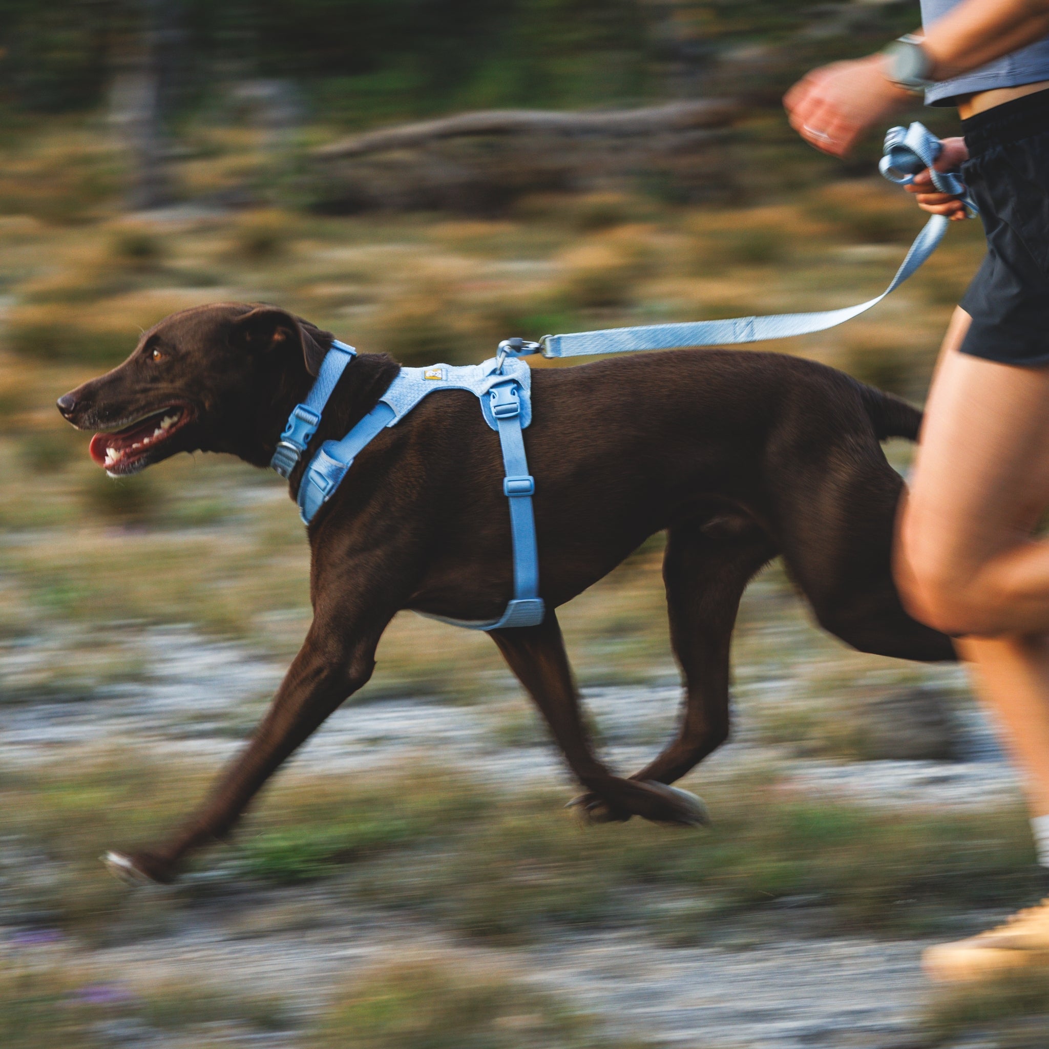 Ruffwear Front Range Flex Leash – Reflektierende Premium - Hundeleine mit weichem Griff für maximale Kontrolle und Komfort bei jedem Abenteuer - Woofshack
