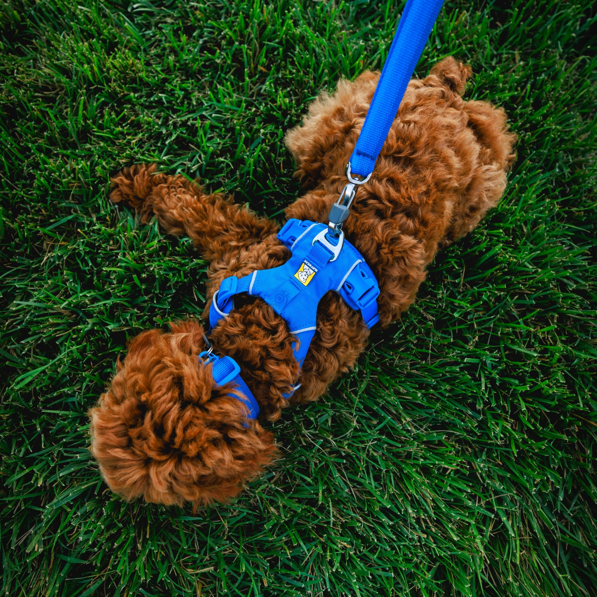 Ruffwear Front Range Harness – Premium Hundegeschirr mit Brustring gegen Ziehen, gepolstert für maximalen Komfort bei Spaziergängen &amp; Outdoor-Abenteuern