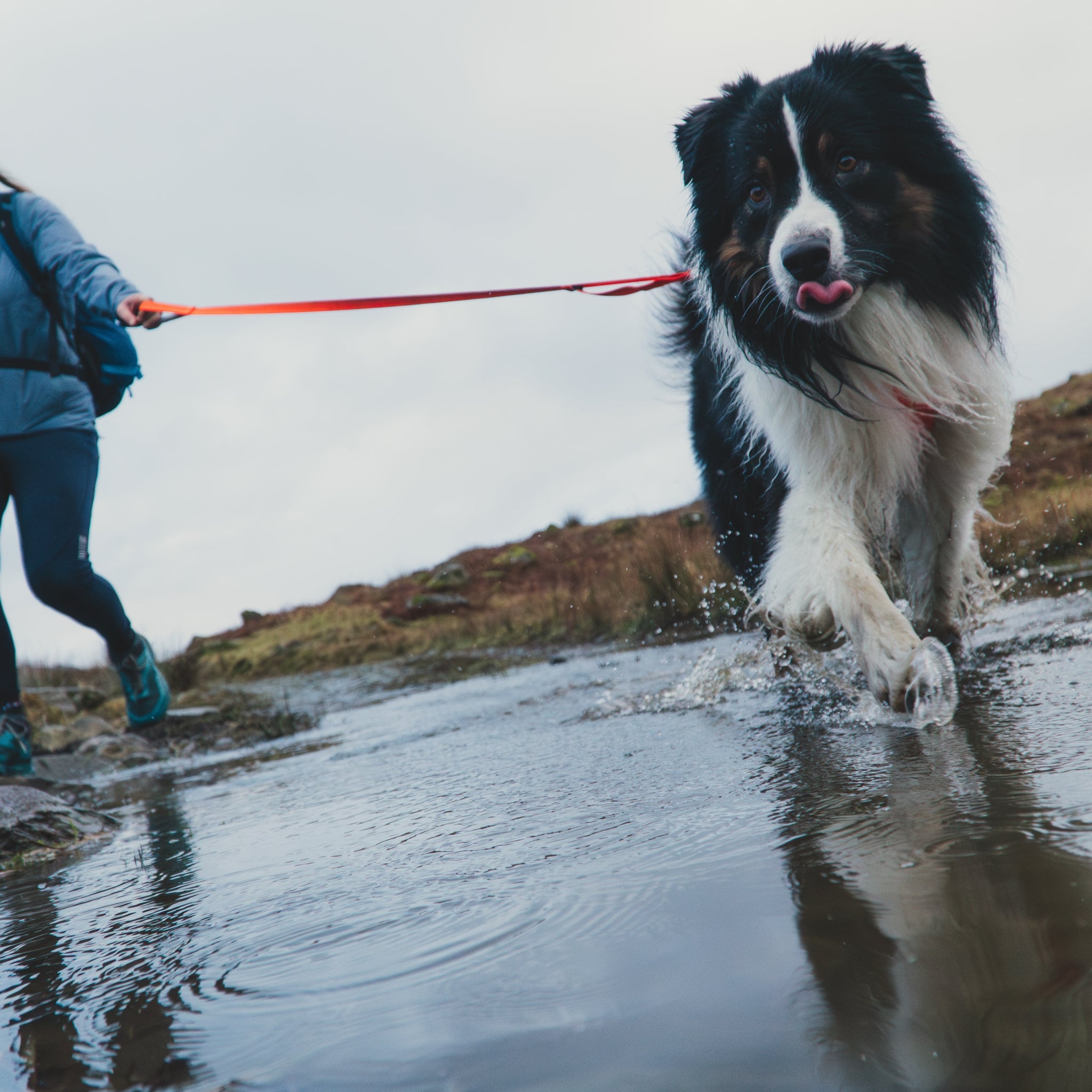 Ruffwear Front Range Leash - Premium Hundeleine mit gepolstertem Griff für maximale Kontrolle und Komfort bei jedem Abenteuer