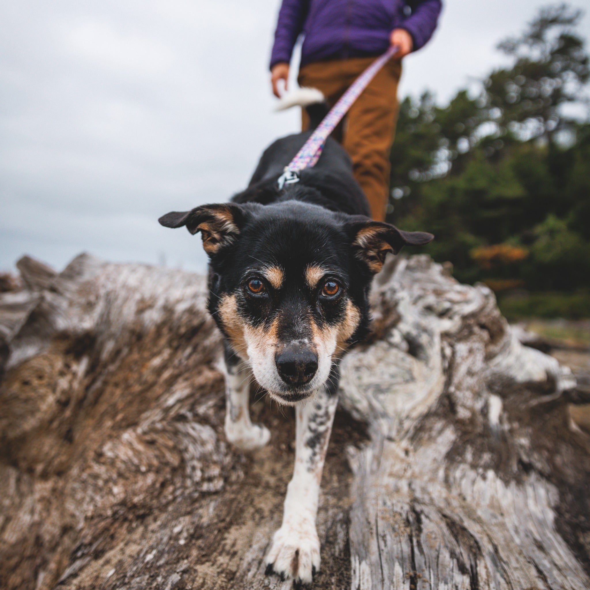 Ruffwear Front Range Leash - Premium Hundeleine mit gepolstertem Griff für maximale Kontrolle und Komfort bei jedem Abenteuer