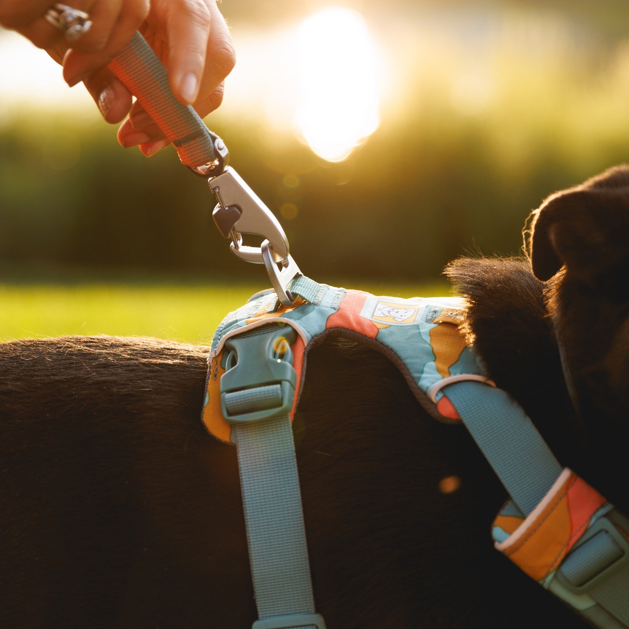 Ruffwear Front Range Leash - Premium Hundeleine mit gepolstertem Griff für maximale Kontrolle und Komfort bei jedem Abenteuer