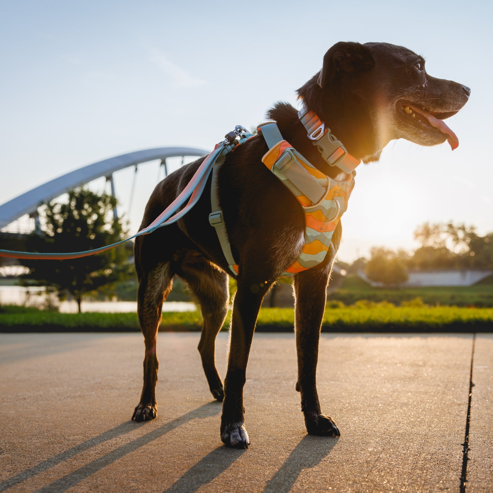Ruffwear Front Range Leash - Premium Hundeleine mit gepolstertem Griff für maximale Kontrolle und Komfort bei jedem Abenteuer