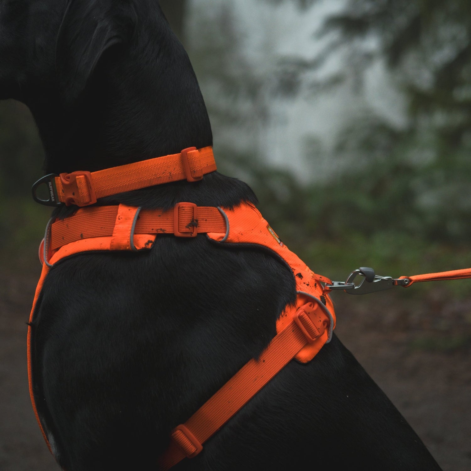 Ruffwear Front Range Leash - Premium Hundeleine mit gepolstertem Griff - Woofshack