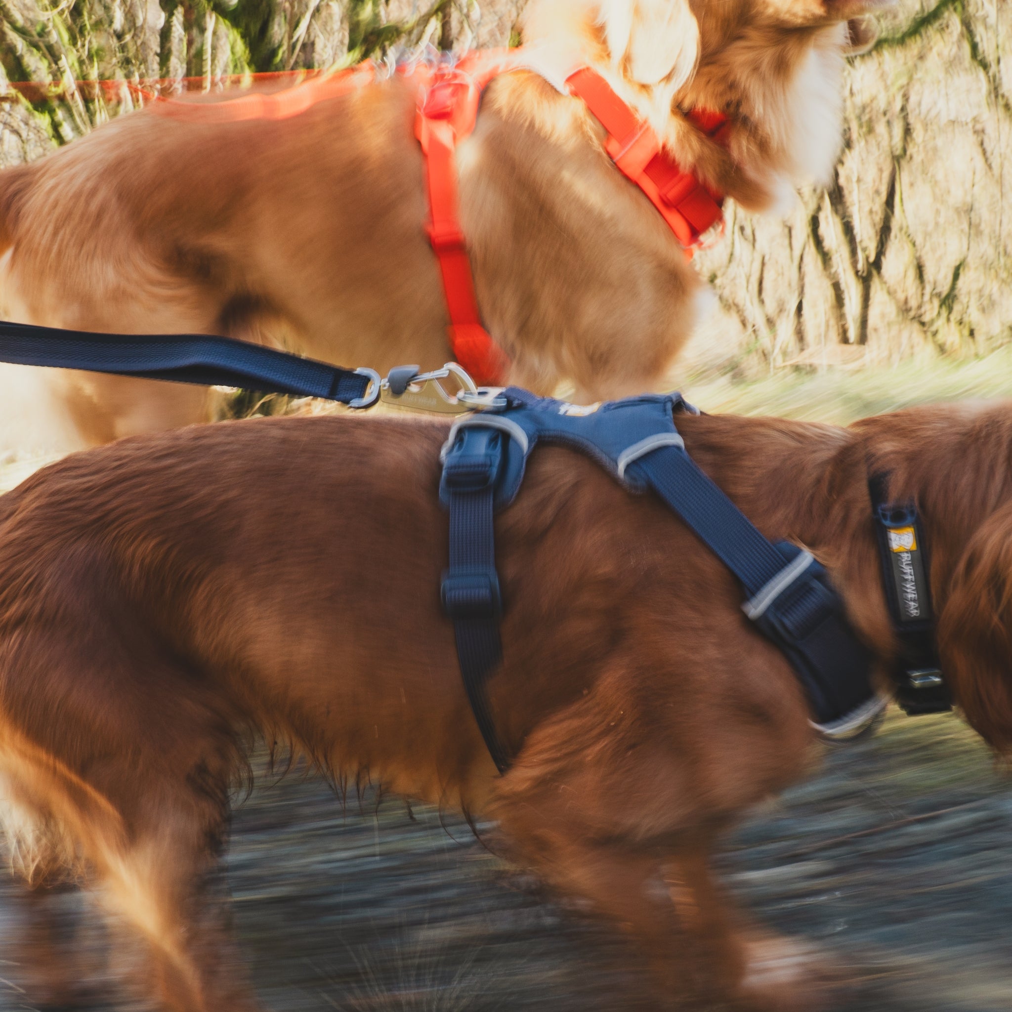 Ruffwear Front Range Leash - Premium Hundeleine mit gepolstertem Griff - Woofshack