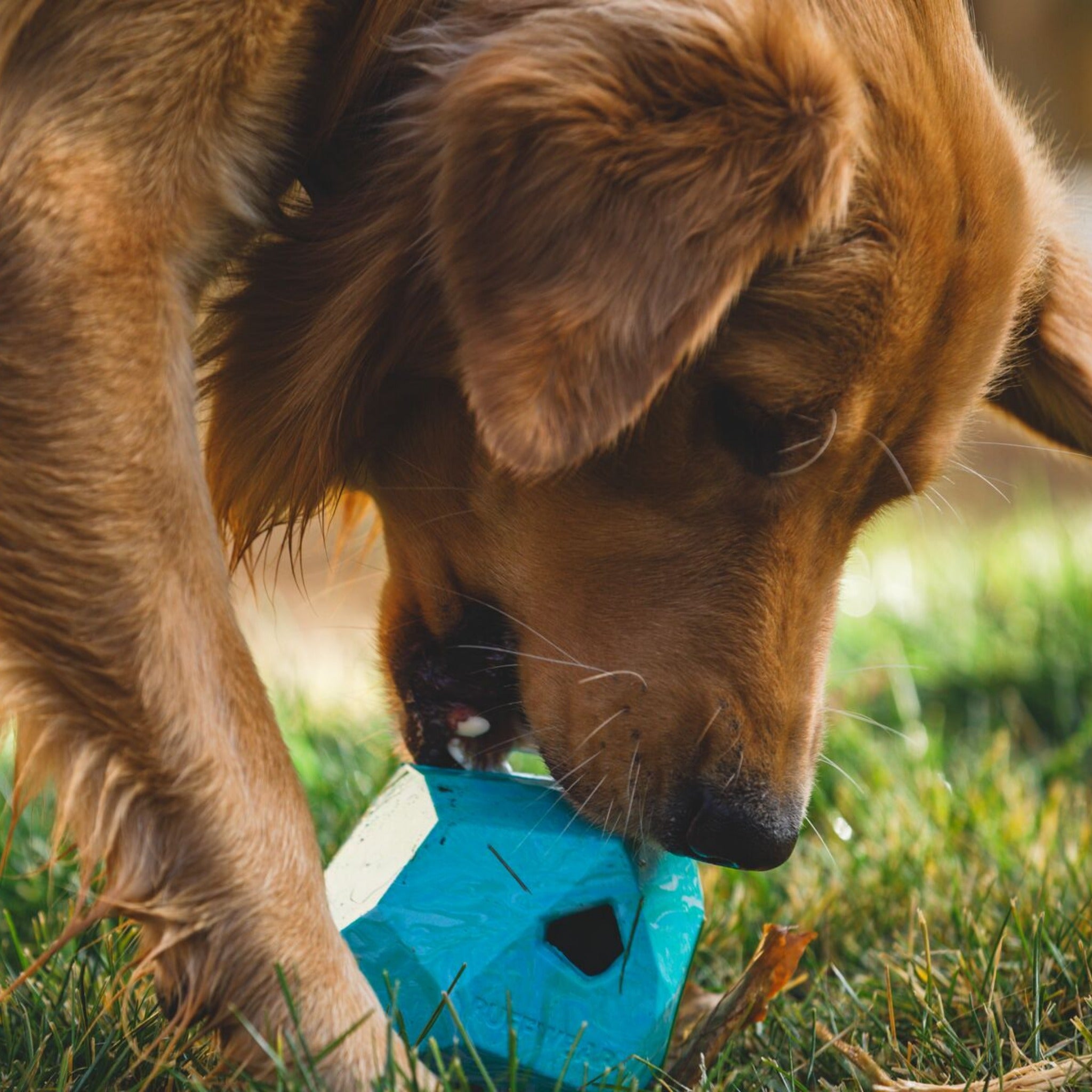 Ruffwear Gnawt-a-Rock - Unzerstörbares Premium-Kauspielzeug für Power-Kauer und aggressive Beißer | Extrem robustes Hundespielzeug für starke Hunde