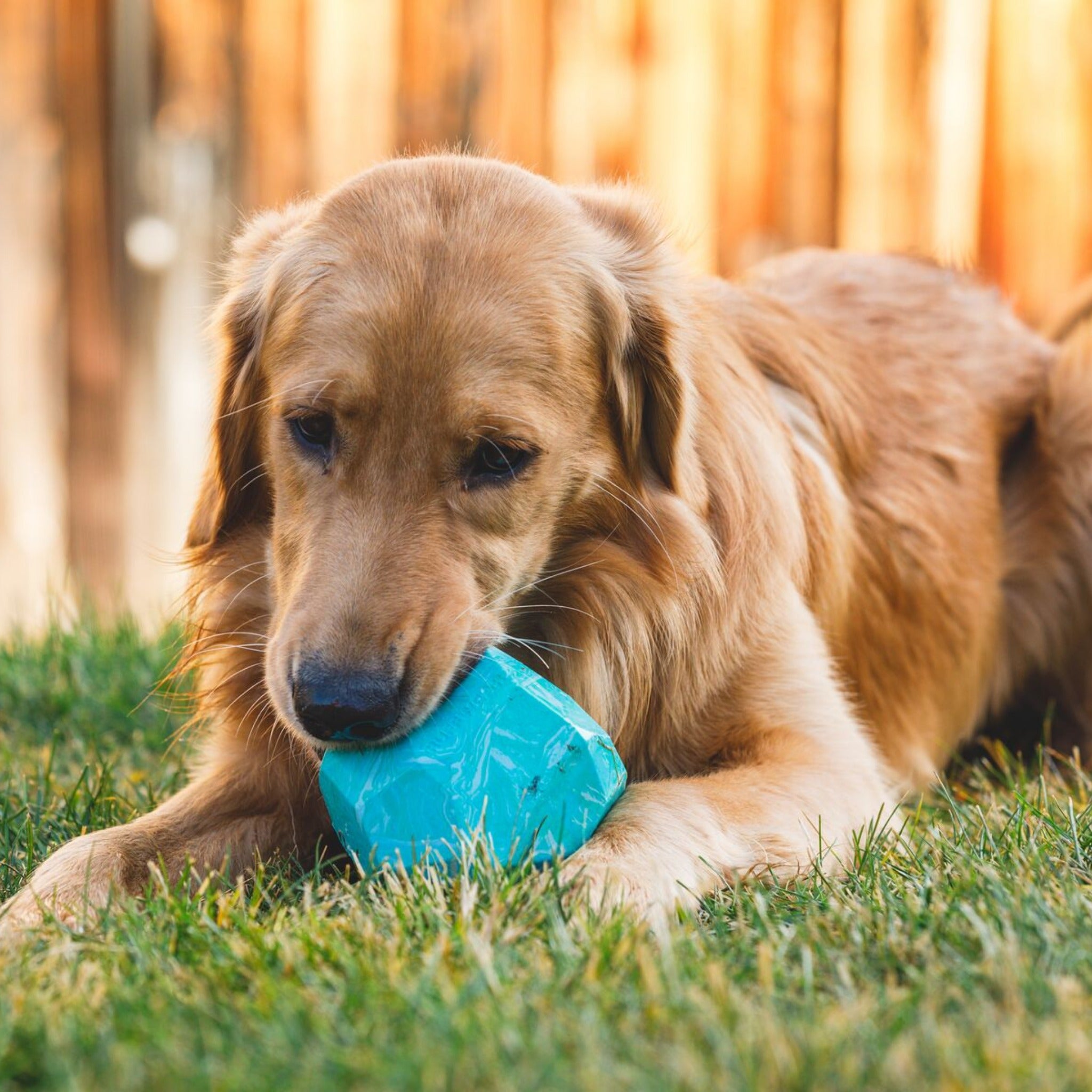Ruffwear Gnawt-a-Rock - Unzerstörbares Premium-Kauspielzeug für Power-Kauer und aggressive Beißer | Extrem robustes Hundespielzeug für starke Hunde