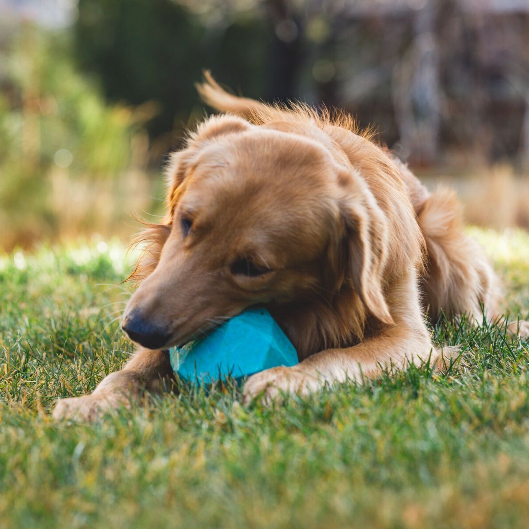 Ruffwear Gnawt-a-Rock - Unzerstörbares Premium-Kauspielzeug für Power-Kauer und aggressive Beißer | Extrem robustes Hundespielzeug für starke Hunde