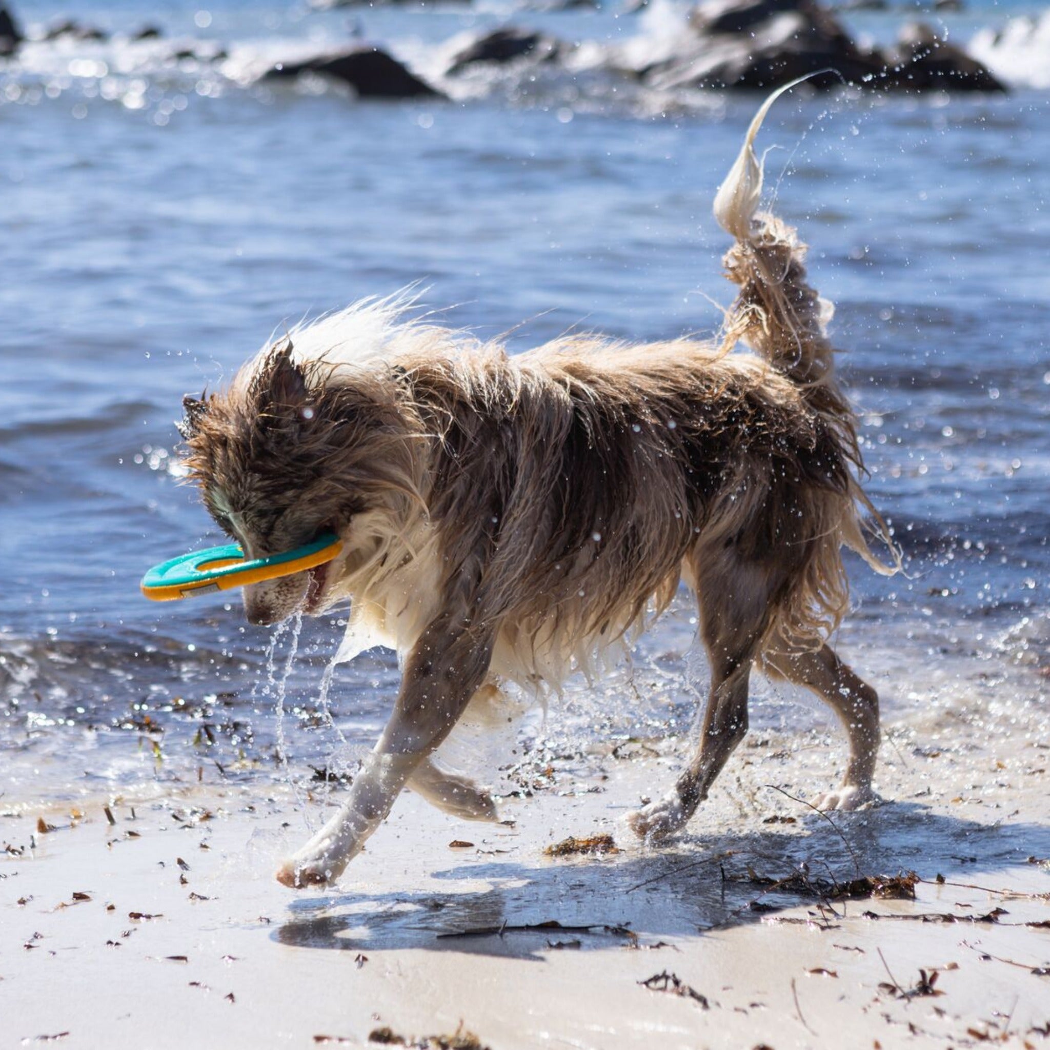 Ruffwear Hydro Plane – Schwimmendes Wasserspielzeug für apportierfreudige Hunde | Robust &amp; gut sichtbar für Seen, Flüsse &amp; Meer