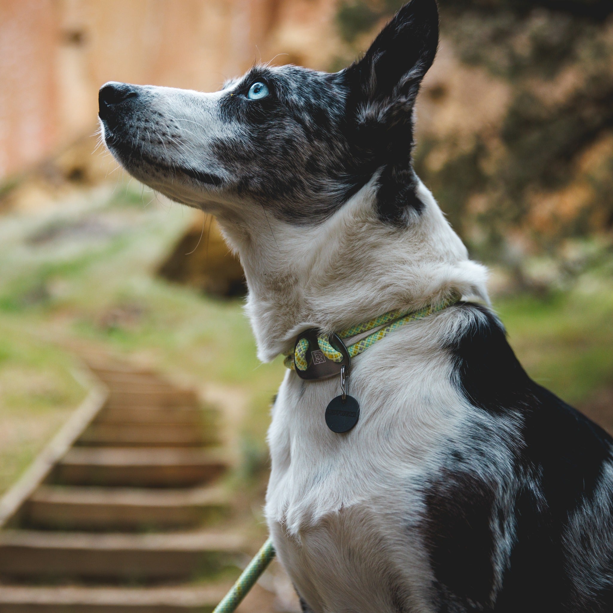 Ruffwear Knot-a-Collar – Reflektierendes Premium-Hundehalsband aus robustem Kletterseil für aktive Hunde
