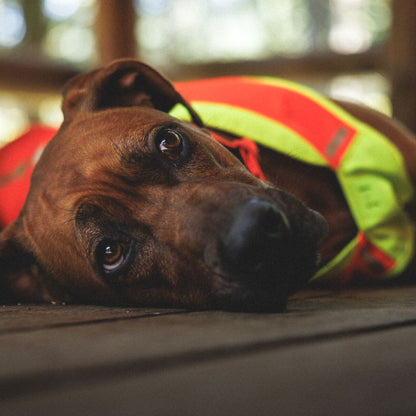 Ruffwear Lumenglow High-Vis Vest – Hochsichtbarkeits-Hundeweste mit Reflektoren für sichere Abendspaziergänge &amp; Outdoor-Abenteuer bei Dämmerung, Nebel und Dunkelheit - Woofshack