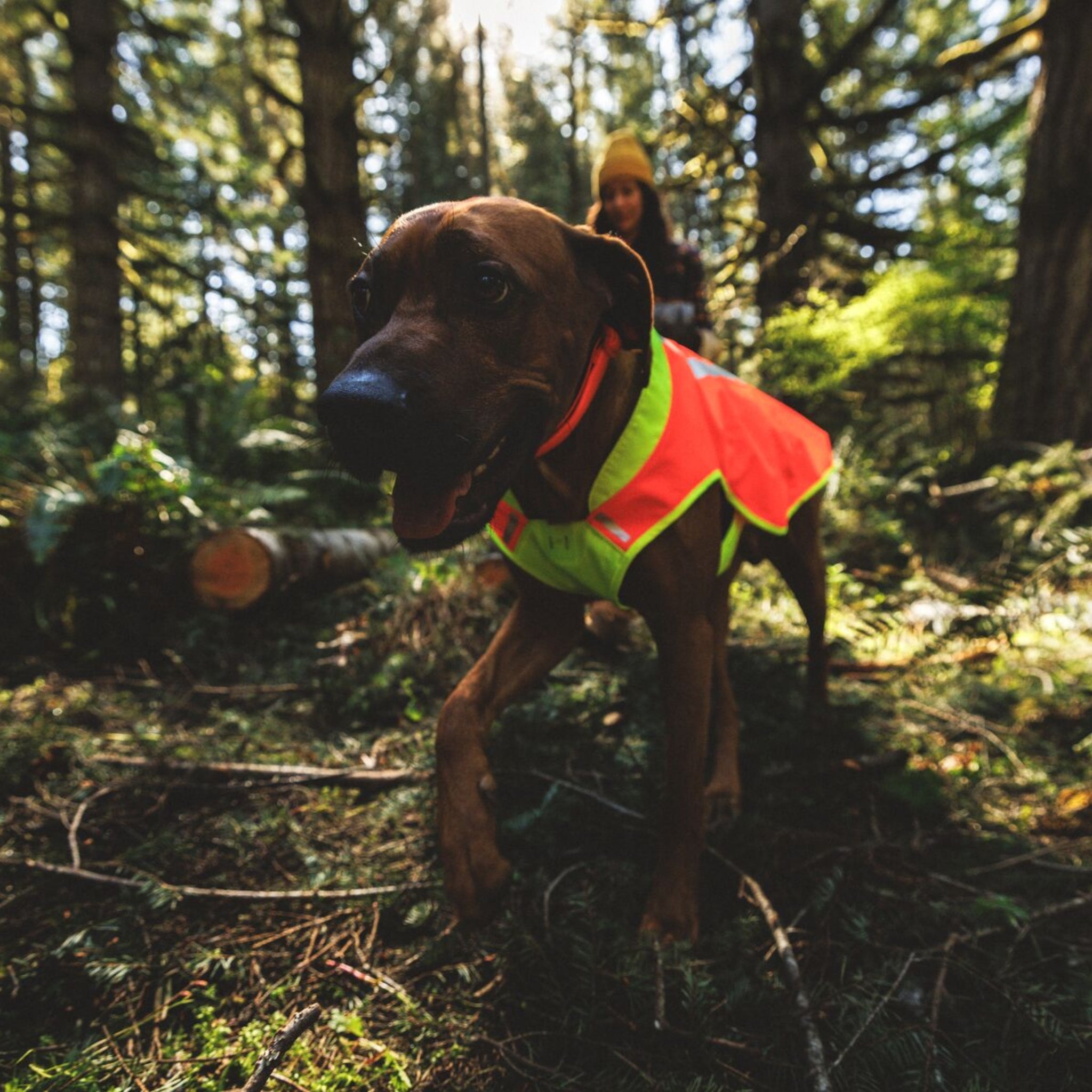 Ruffwear Lumenglow High-Vis Vest – Hochsichtbarkeits-Hundeweste mit Reflektoren für sichere Abendspaziergänge &amp; Outdoor-Abenteuer bei Dämmerung, Nebel und Dunkelheit