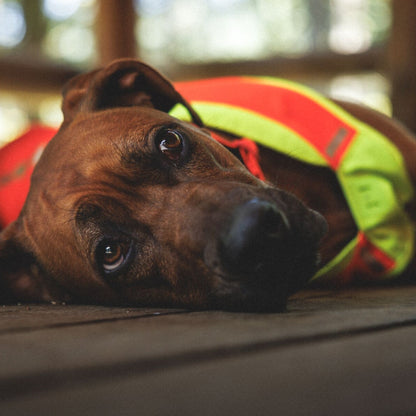 Ruffwear Lumenglow High-Vis Vest – Hochsichtbarkeits-Hundeweste mit Reflektoren für sichere Abendspaziergänge &amp; Outdoor-Abenteuer bei Dämmerung, Nebel und Dunkelheit