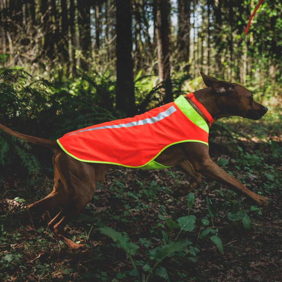 Ruffwear Lumenglow High-Vis Vest – Hochsichtbarkeits-Hundeweste mit Reflektoren für sichere Abendspaziergänge &amp; Outdoor-Abenteuer bei Dämmerung, Nebel und Dunkelheit
