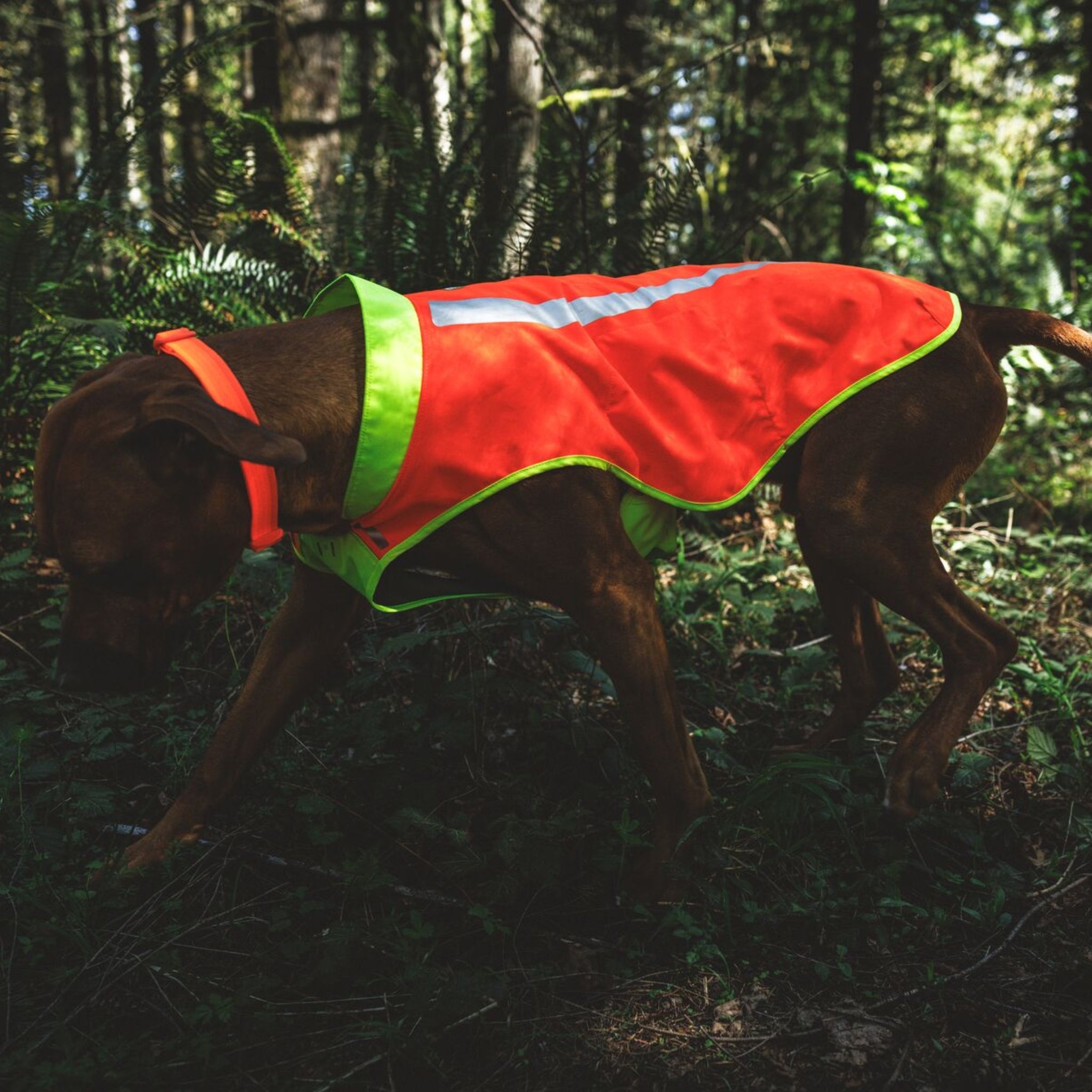 Ruffwear Lumenglow High-Vis Vest – Hochsichtbarkeits-Hundeweste mit Reflektoren für sichere Abendspaziergänge &amp; Outdoor-Abenteuer bei Dämmerung, Nebel und Dunkelheit