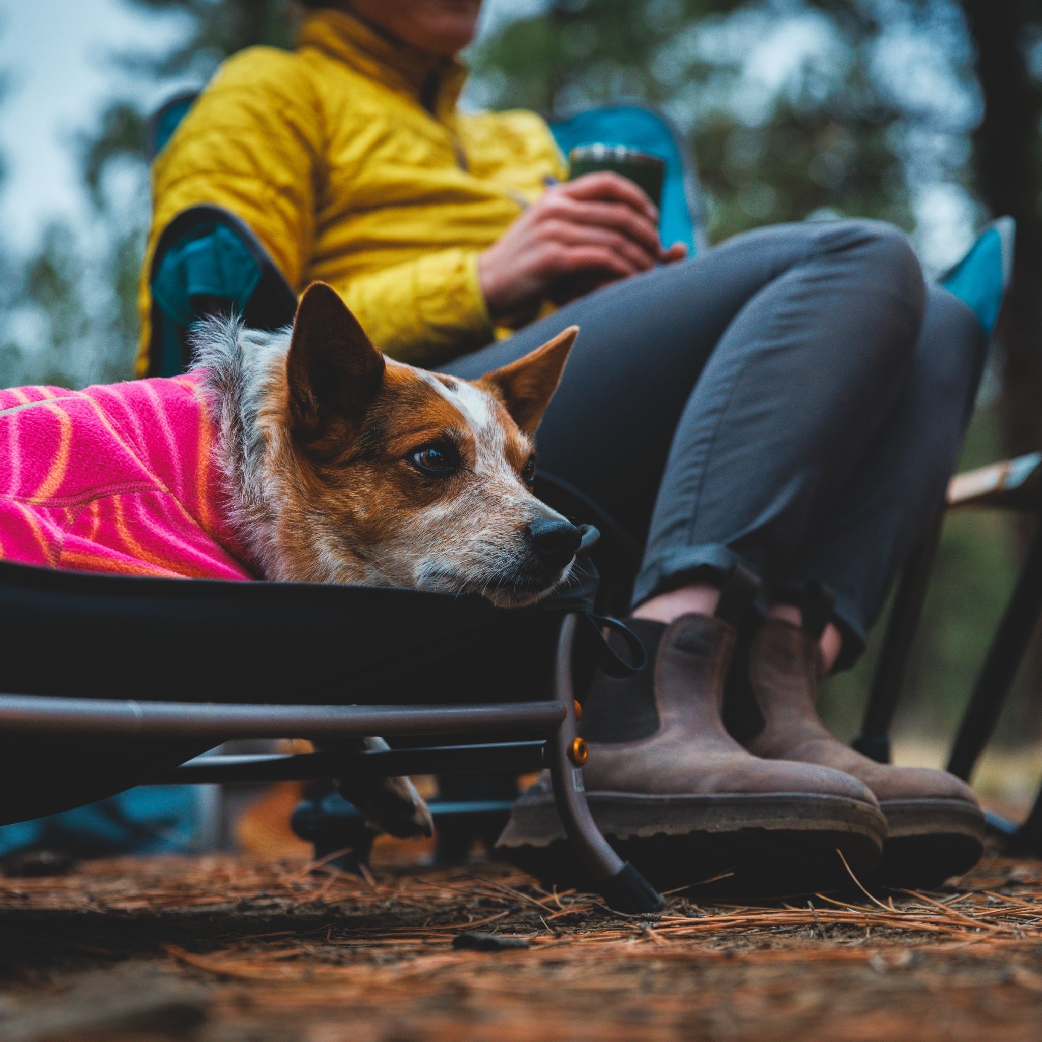 Ruffwear Mt. EverRest Hundebett – Erhöhtes, tragbares Premium - Hundebett für Zuhause, Camping und unterwegs - Woofshack