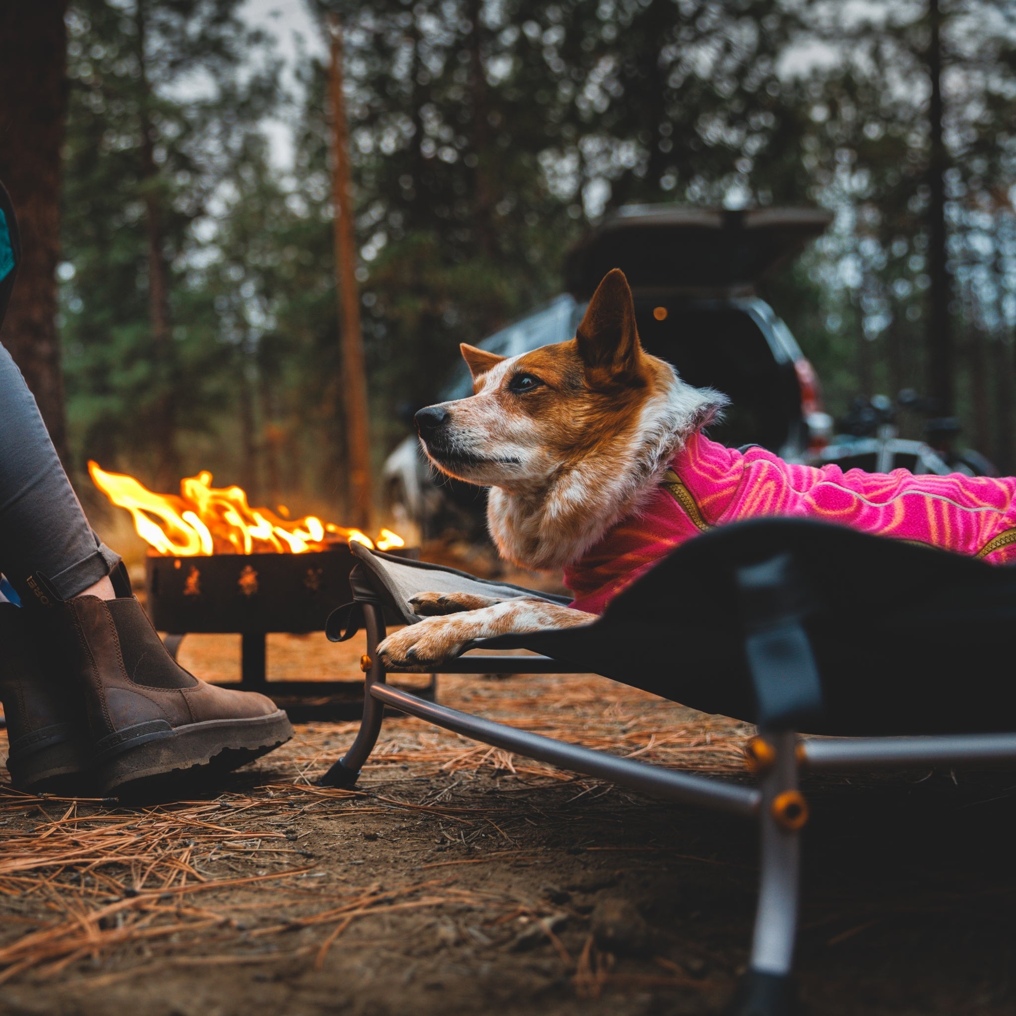 Ruffwear Mt. EverRest Hundebett – Erhöhtes, tragbares Premium - Hundebett für Zuhause, Camping und unterwegs - Woofshack