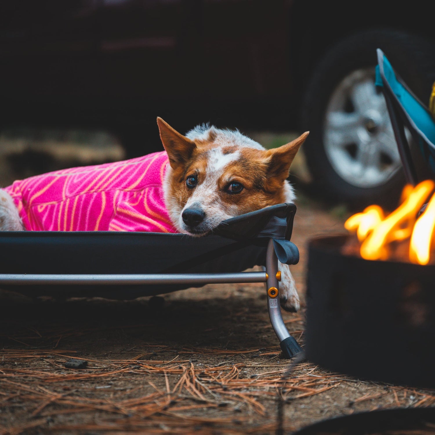 Ruffwear Mt. EverRest Hundebett – Erhöhtes, tragbares Premium - Hundebett für Zuhause, Camping und unterwegs - Woofshack