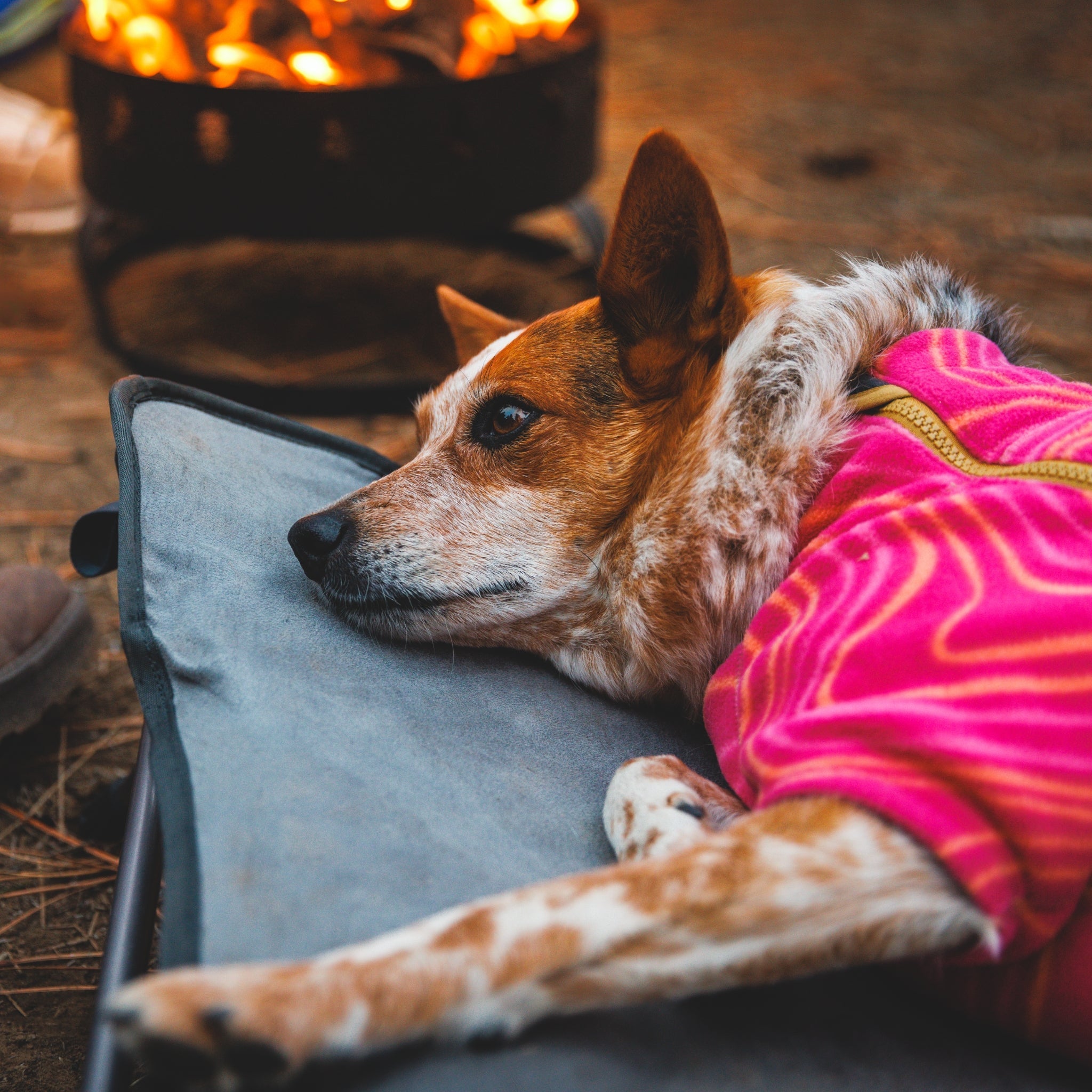 Ruffwear Mt. EverRest Hundebett – Erhöhtes, tragbares Premium - Hundebett für Zuhause, Camping und unterwegs - Woofshack