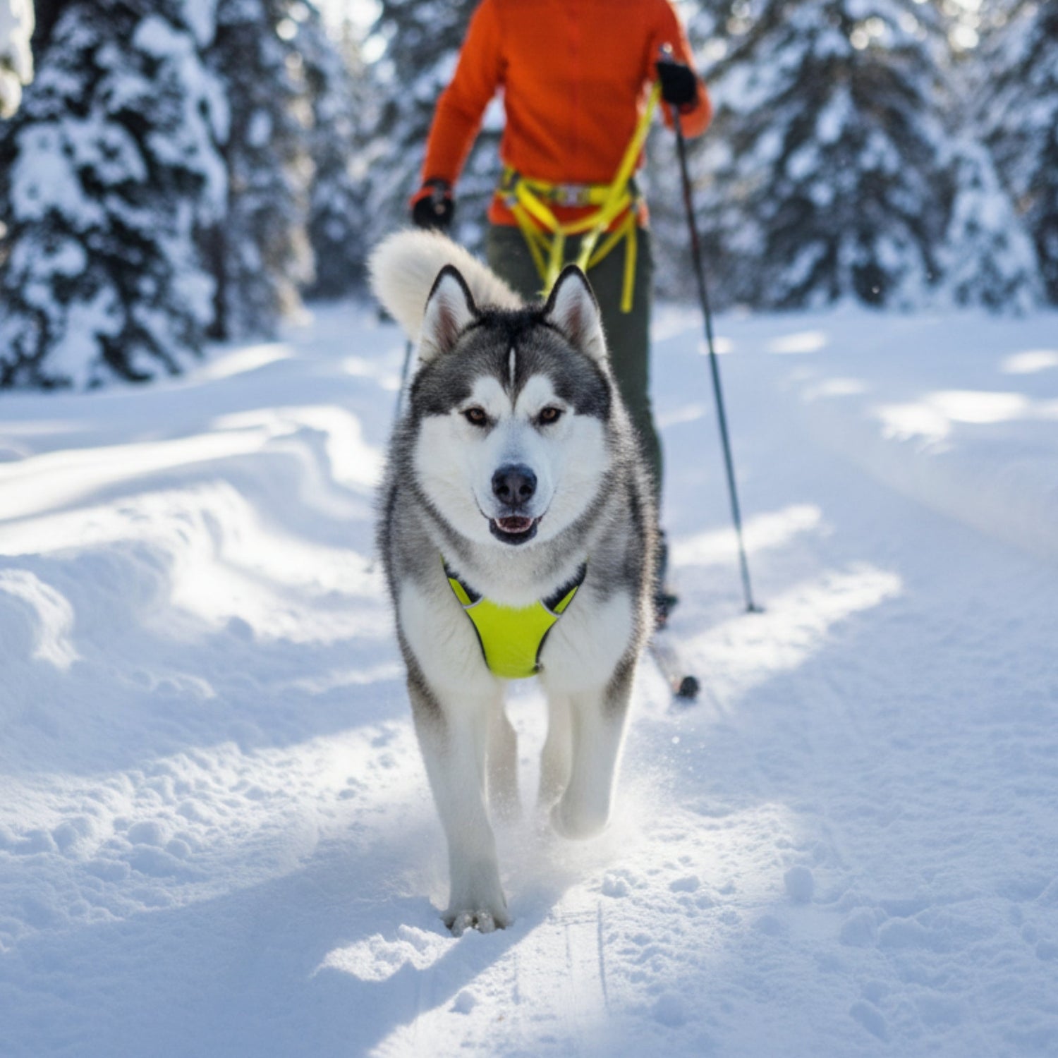 Ruffwear Omnijore Joring System – Komplettset für Canicross, Bikejöring &amp; Skijöring mit ergonomischem Zuggeschirr und elastischer Zugleine für aktive Hunde - Woofshack