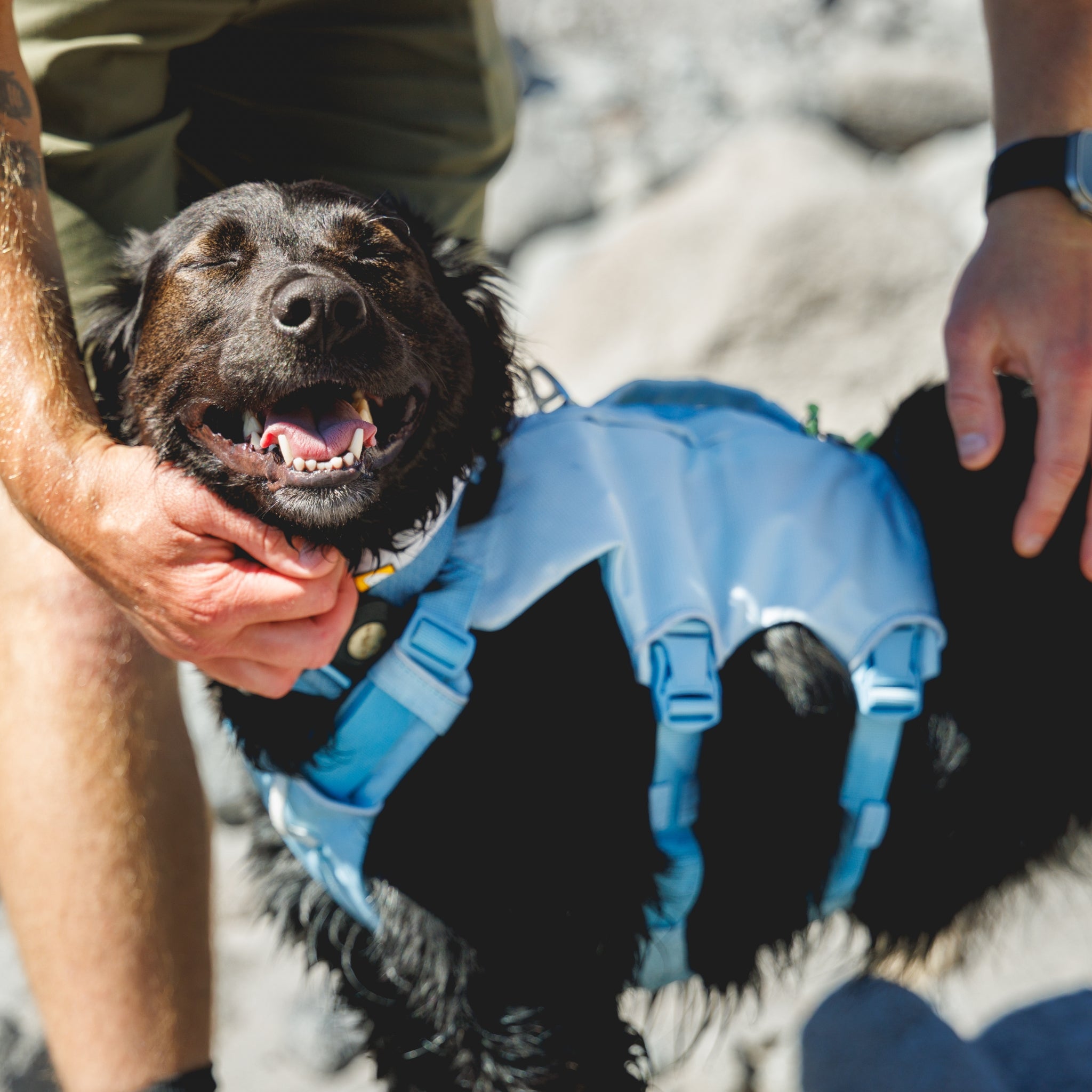 Ruffwear Palisades Pack – Premium Hunderucksack mit abnehmbaren Satteltaschen für Wanderungen &amp; Outdoor-Abenteuer