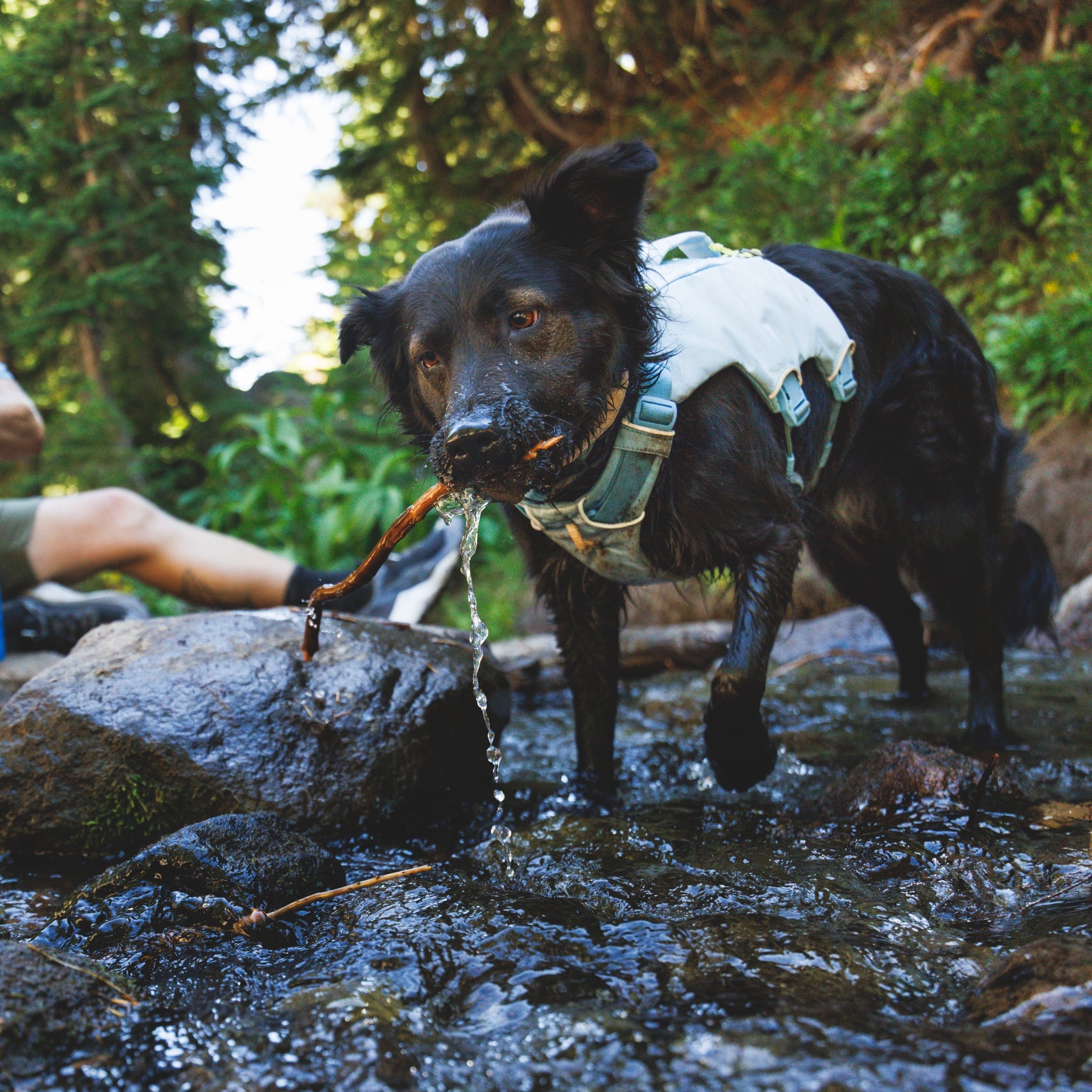 Ruffwear Palisades Pack – Premium Hunderucksack mit abnehmbaren Satteltaschen für Wanderungen &amp; Outdoor-Abenteuer