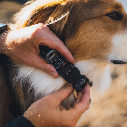 Ruffwear Ridgeline Collar – Reflektierendes Hundehalsband für Abenteuer, Sicherheit &amp; Komfort bei Tag und Nacht - Woofshack