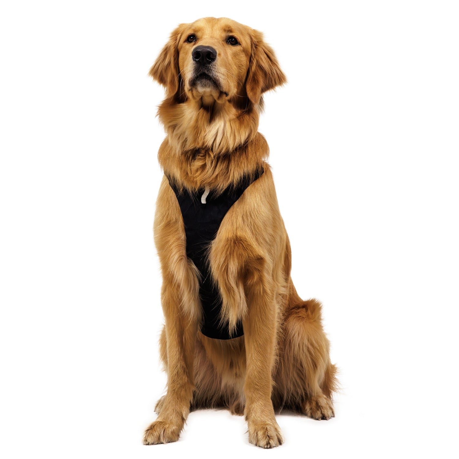 Ruffwear Ridgeline Collar – Reflektierendes Hundehalsband für Abenteuer, Sicherheit &amp; Komfort bei Tag und Nacht - Woofshack