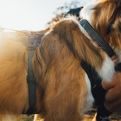 Ruffwear Ridgeline Collar – Reflektierendes Hundehalsband für Abenteuer, Sicherheit &amp; Komfort bei Tag und Nacht - Woofshack