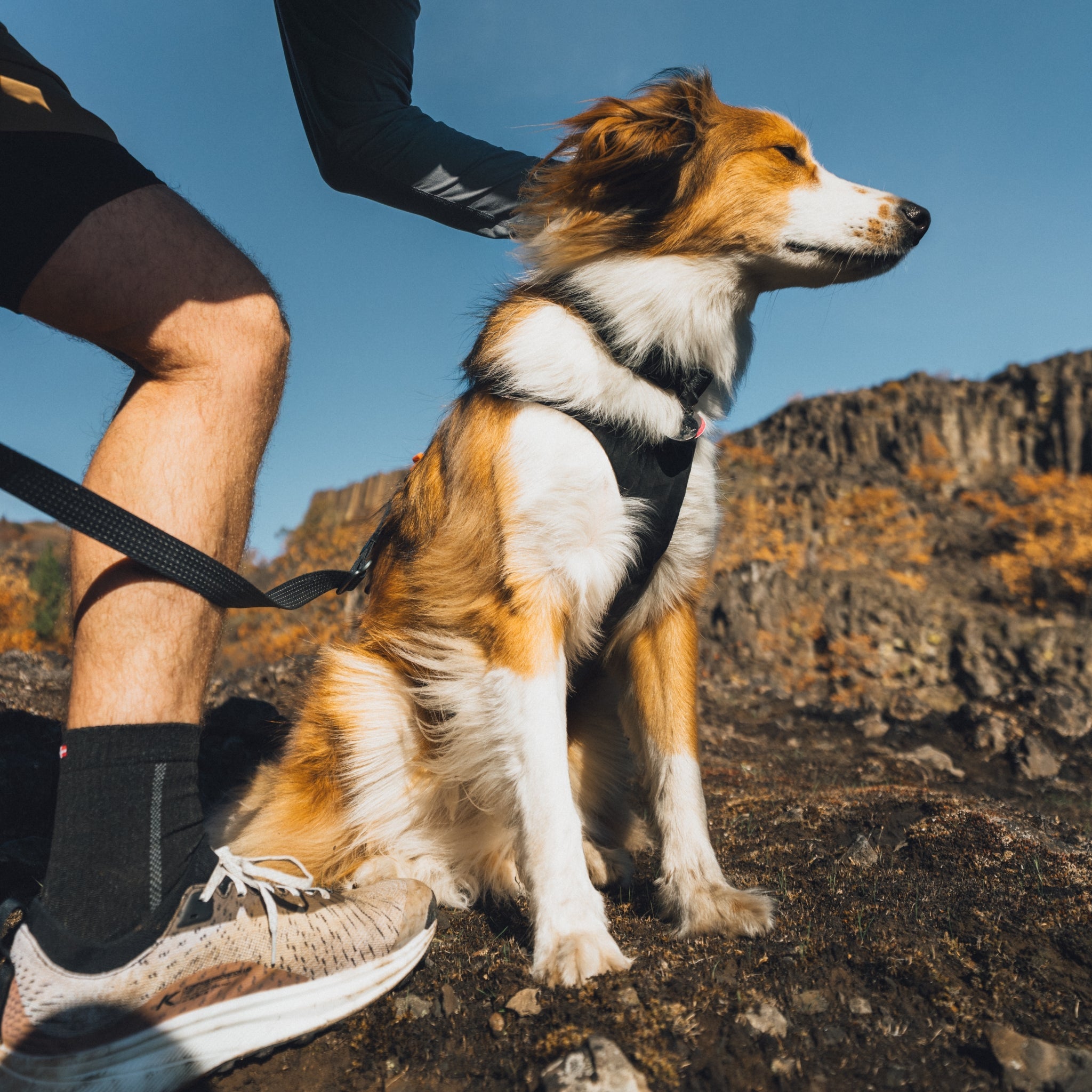 Ruffwear Ridgeline Collar – Reflektierendes Hundehalsband für Abenteuer, Sicherheit &amp; Komfort bei Tag und Nacht - Woofshack
