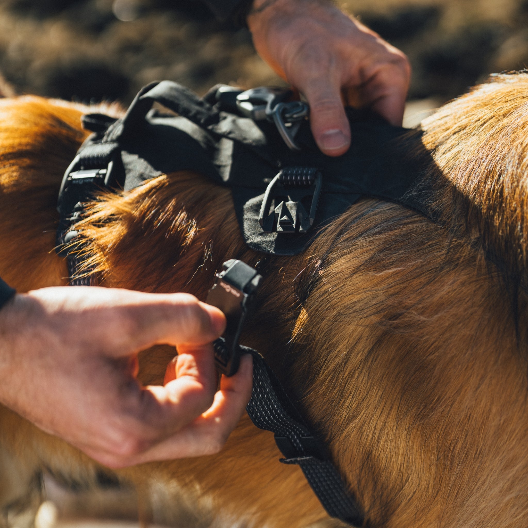 Ruffwear Ridgeline Harness – Ultraleichtes Hundegeschirr für aktive Abenteuer, optimale Bewegungsfreiheit und ganztägigen Tragekomfort - Woofshack