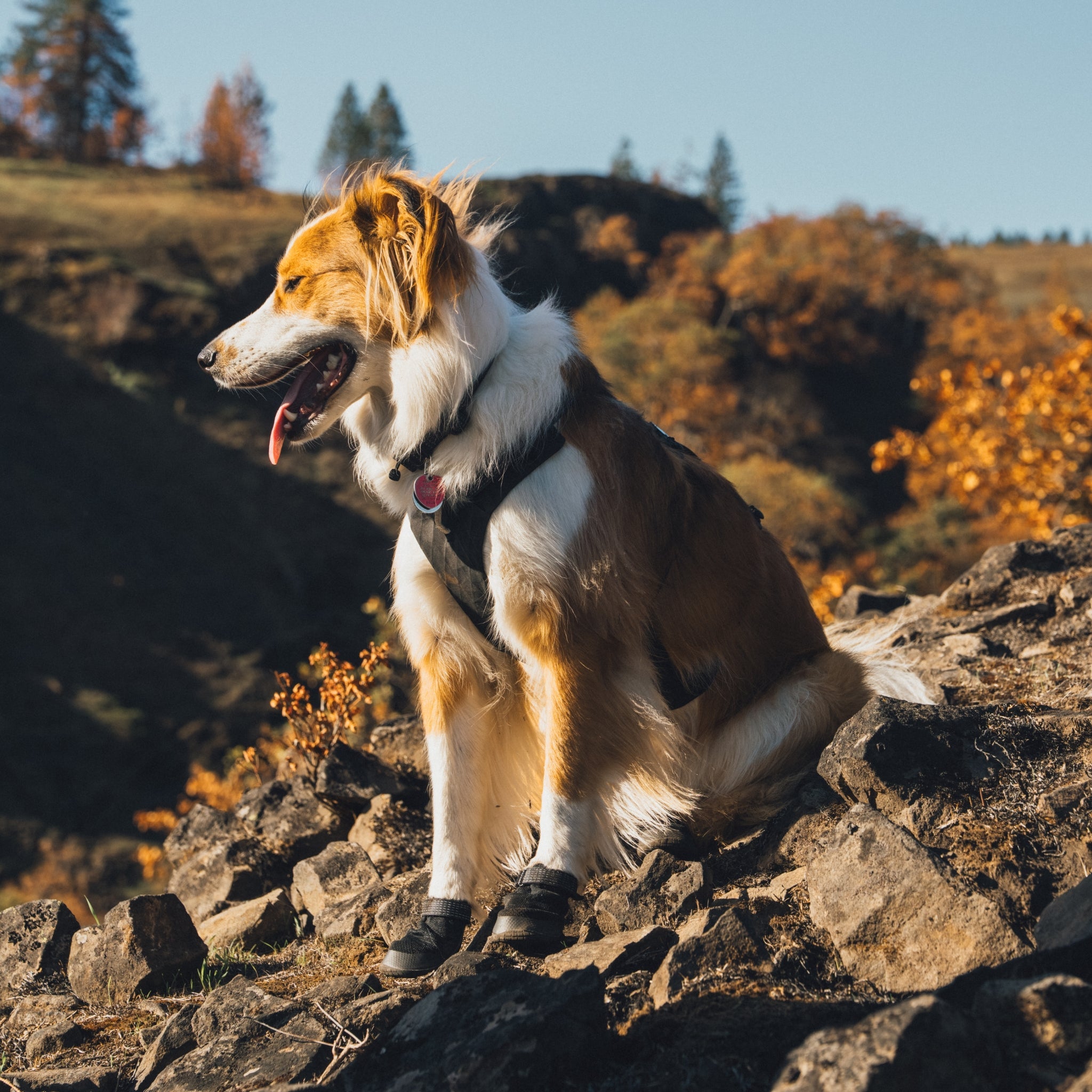 Ruffwear Ridgeline Harness – Ultraleichtes Hundegeschirr für aktive Abenteuer, optimale Bewegungsfreiheit und ganztägigen Tragekomfort - Woofshack