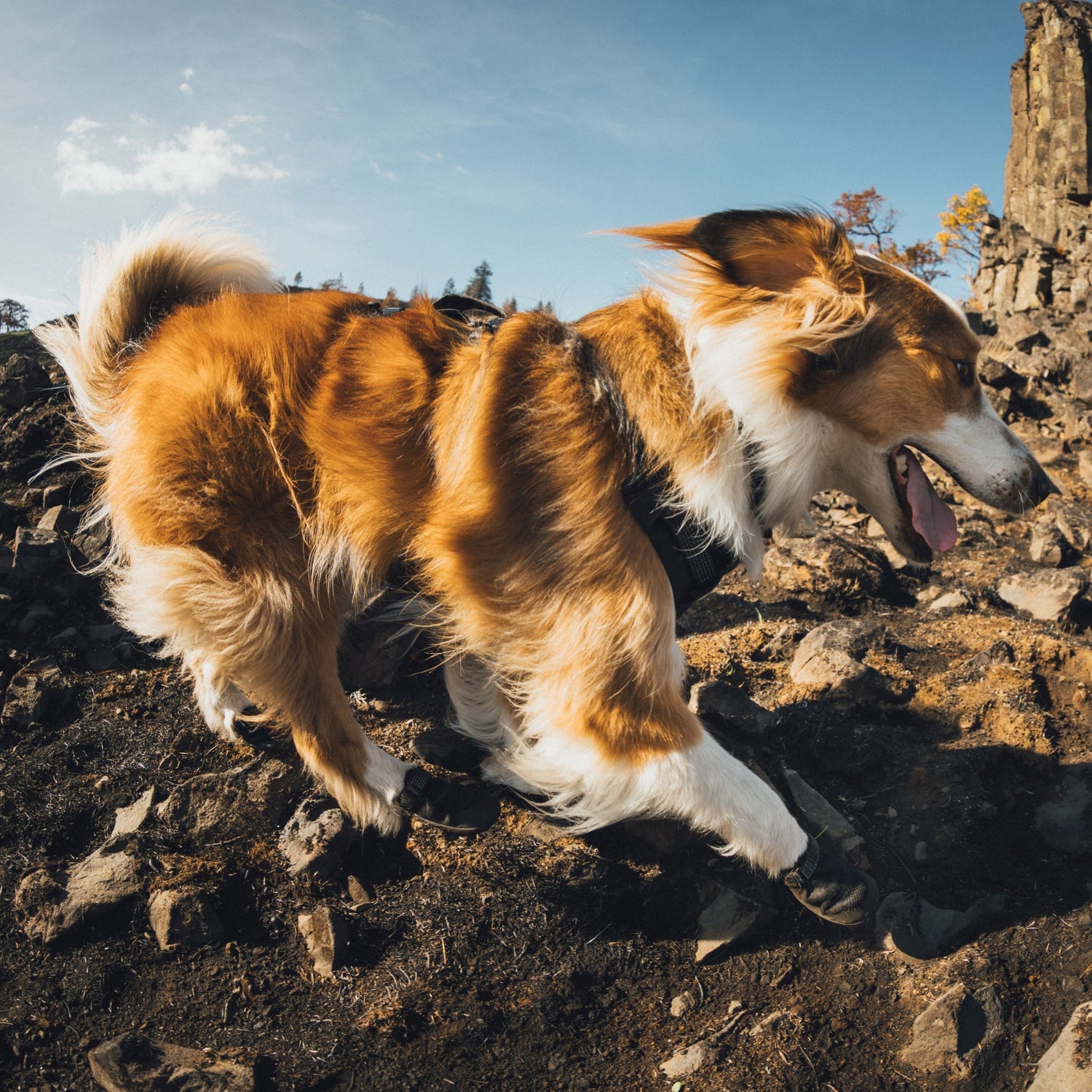 Ruffwear Ridgeline Harness – Ultraleichtes Hundegeschirr für aktive Abenteuer, optimale Bewegungsfreiheit und ganztägigen Tragekomfort - Woofshack