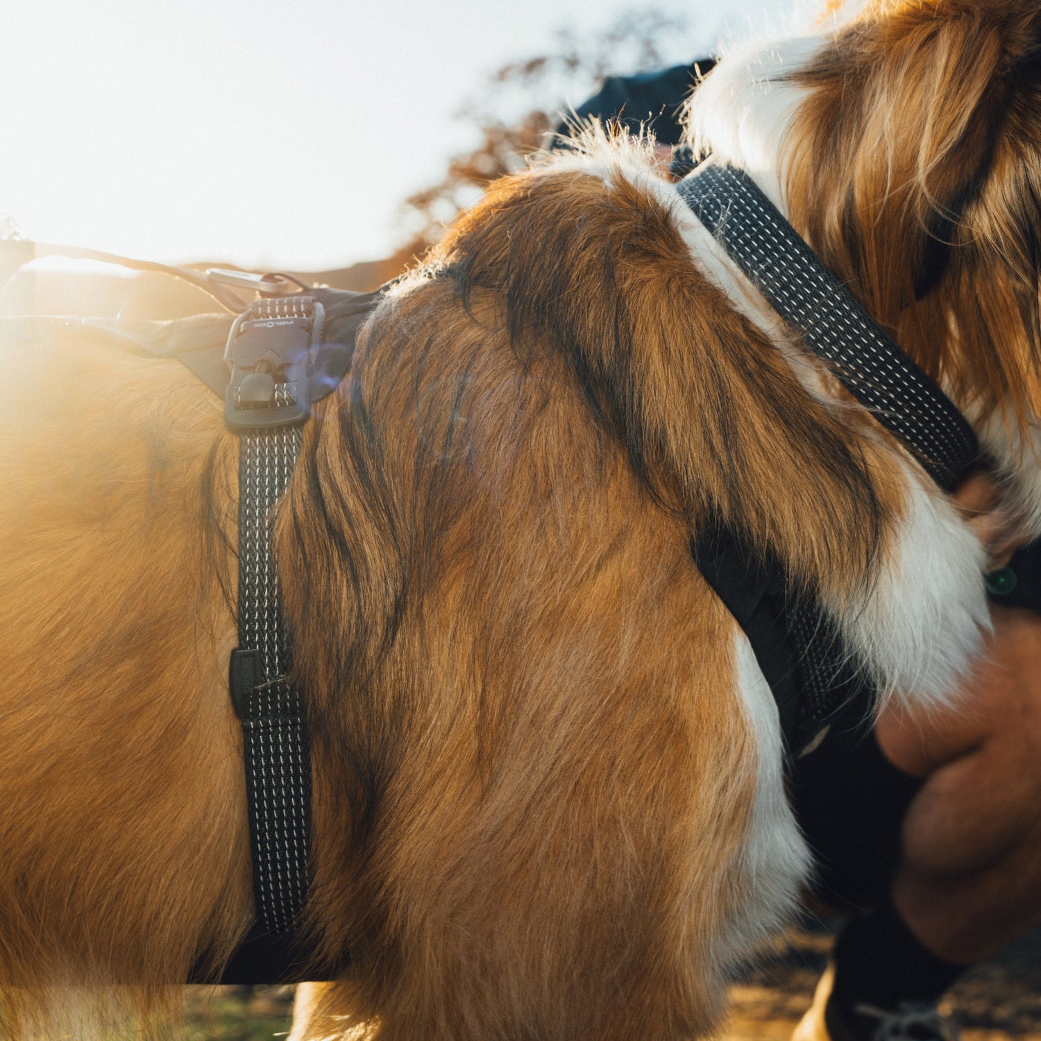 Ruffwear Ridgeline Harness – Ultraleichtes Hundegeschirr für aktive Abenteuer, optimale Bewegungsfreiheit und ganztägigen Tragekomfort - Woofshack