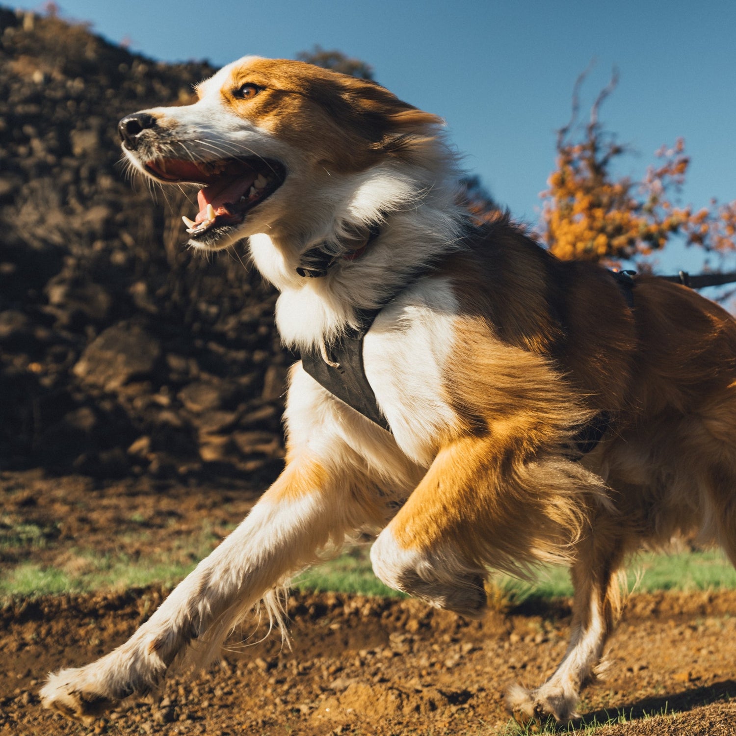 Ruffwear Ridgeline Harness – Ultraleichtes Hundegeschirr für aktive Abenteuer, optimale Bewegungsfreiheit und ganztägigen Tragekomfort - Woofshack