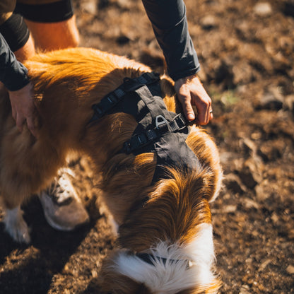 Ruffwear Ridgeline Harness – Ultraleichtes Hundegeschirr für aktive Abenteuer, optimale Bewegungsfreiheit und ganztägigen Tragekomfort - Woofshack